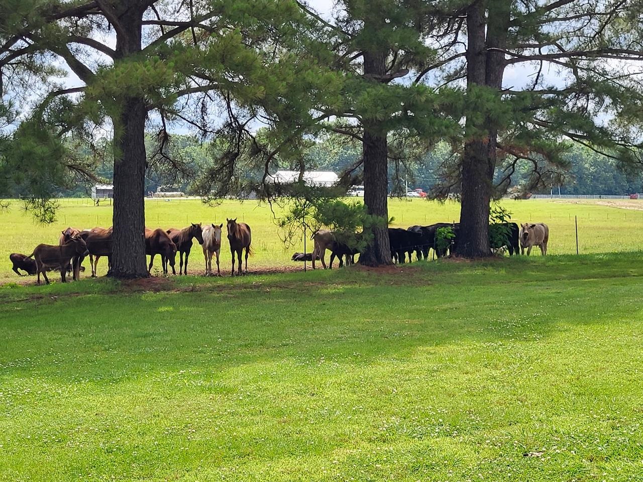 Craighead - Residential