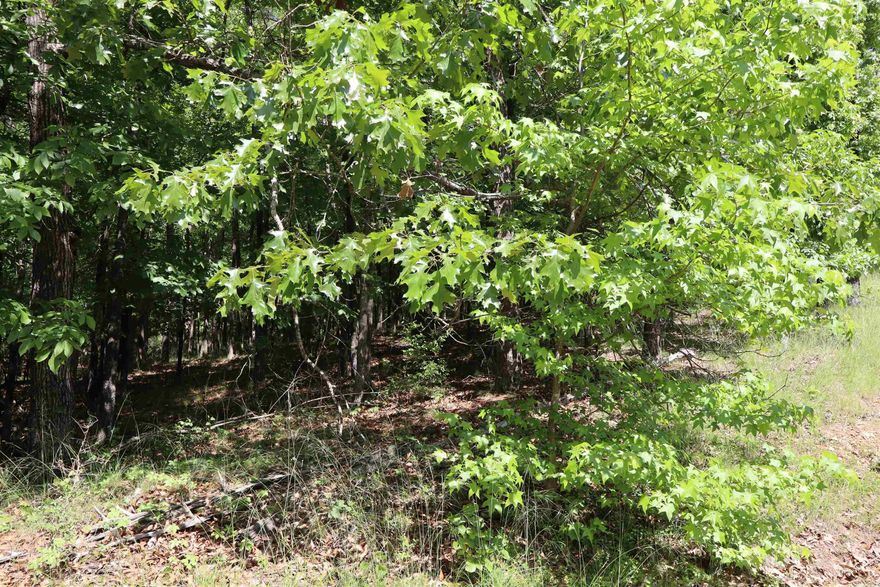 Large slightly sloping wooded double lot in Lakeside School District. Located inside gated Diamondhead Realty. Amenities include golf course, swimming pool, disc golf, tennis and pickle ball courts, basketball court, playground, and Lake Catherine access! Dues are $545/year, then $1300/year after home is built.