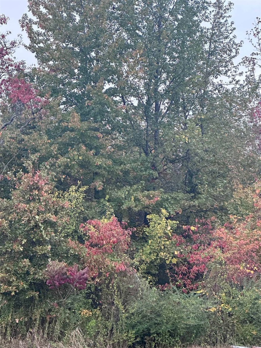 This I a great piece of land for hunting or to build a dream cabin or home with no restrictions and water and electric at the road.