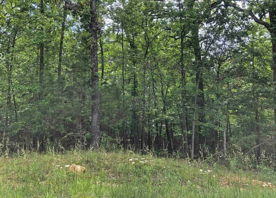 OKMULGEE DRIVE, CHEROKEE VILLAGE, AR 72529 - Image 73fbb0285ef75cdbab235abcd682b52f/1812054032