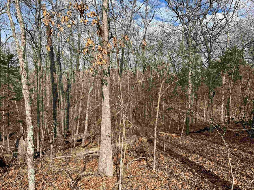 Build your Lake home with a walkout basement on this Dead End street. Property borders the government strip over looking Bull Shoals Lake..42 AC M/L $24,500