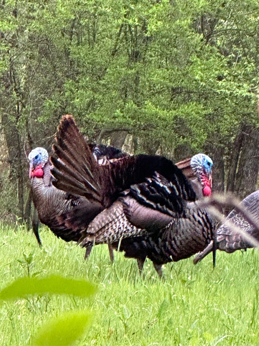 A sportsman's paradise with multiple building locations.  This 85 acre parcel has it all!   For those looking for country living, this property is worth a look. Gently rolling terrain with multiple building locations, utilities at the road, and vista views to the south. For the sportsman there are ample opportunities for both hunting and world class trout fishing on the Little Red River. Located right in the heart of some of the best trout fishing on the Little Red River, this parcel also has 300' of Little Red River frontage for your cabin on the Little Red River, a private dock, and even access to a private boat launch. There's a strong deer population, abundant wild turkey, and lots of opportunities for small game hunting. If convenience is important to you, this property is right at 3.5 miles to the Pangburn bridge and 15 miles to Dam Site on Greers Ferry Lake. (Additional acreage is available. Agent owned.)