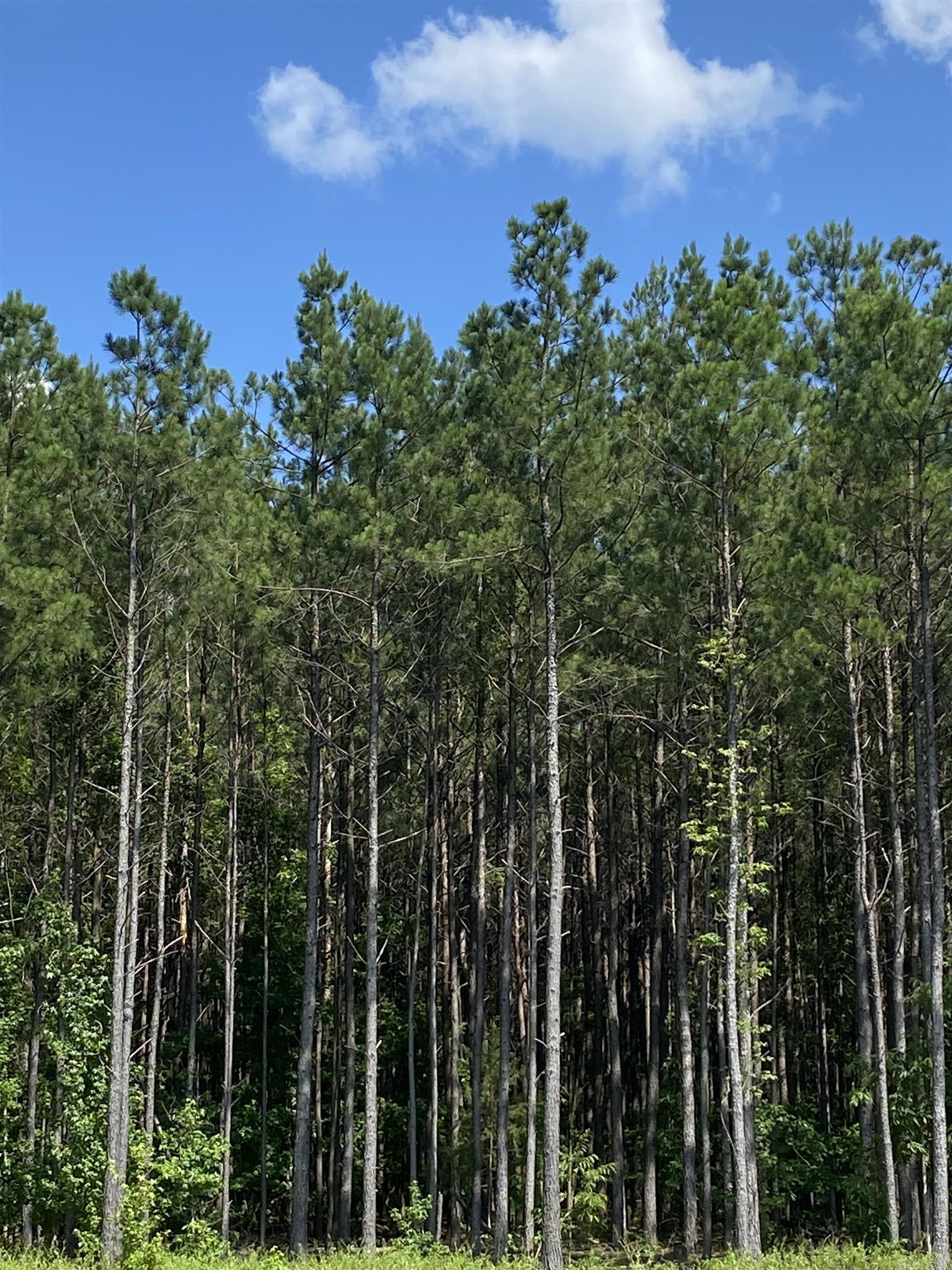 Wooded acreage
