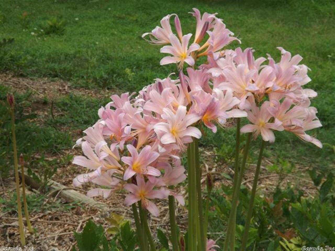 Cherokee Village - Residential