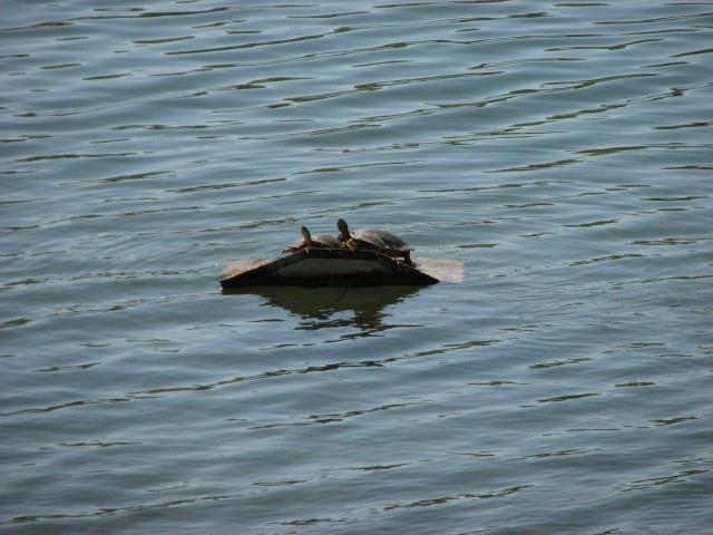 East Lake - Residential Lease