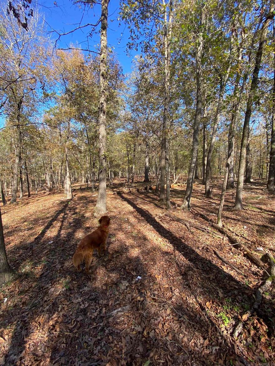 A four-acre lot that is less than 8 miles from Lake Ouachita would be a great option if you’re looking for a property near the lake. This lot has multiple building sites that slightly slope to the front. Wet weather creek on the front with beautiful hardwood trees.