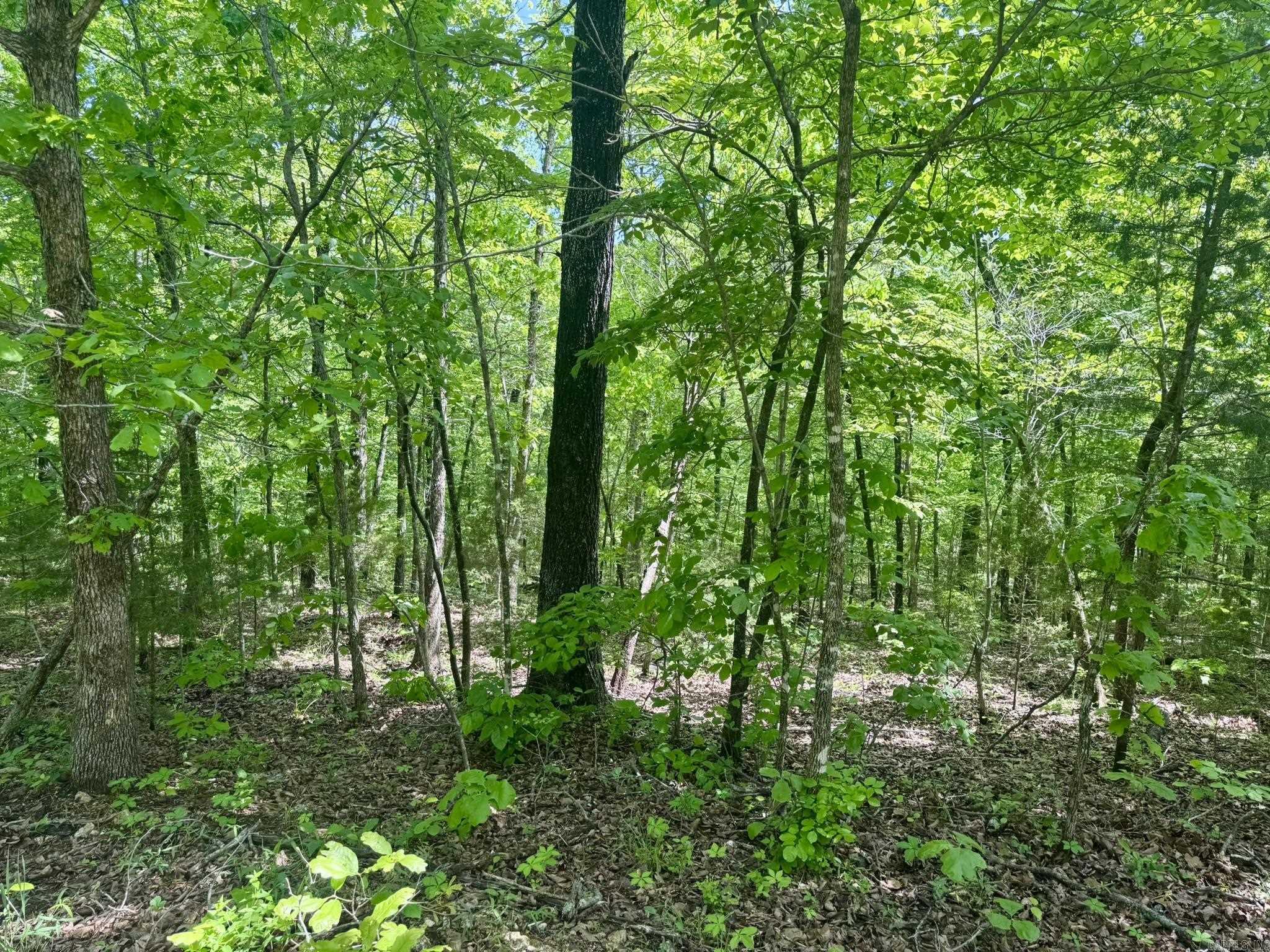 HICKORY RIDGE EST - Land