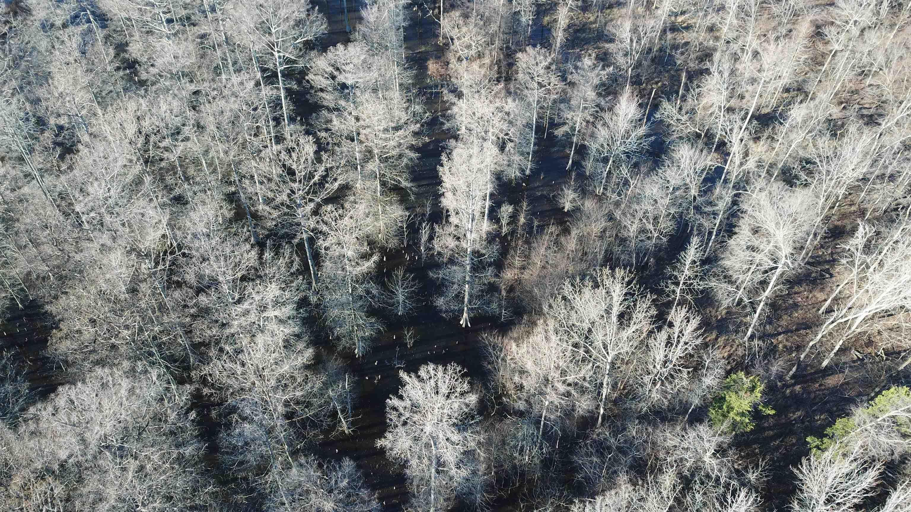 Timberland and swamp.