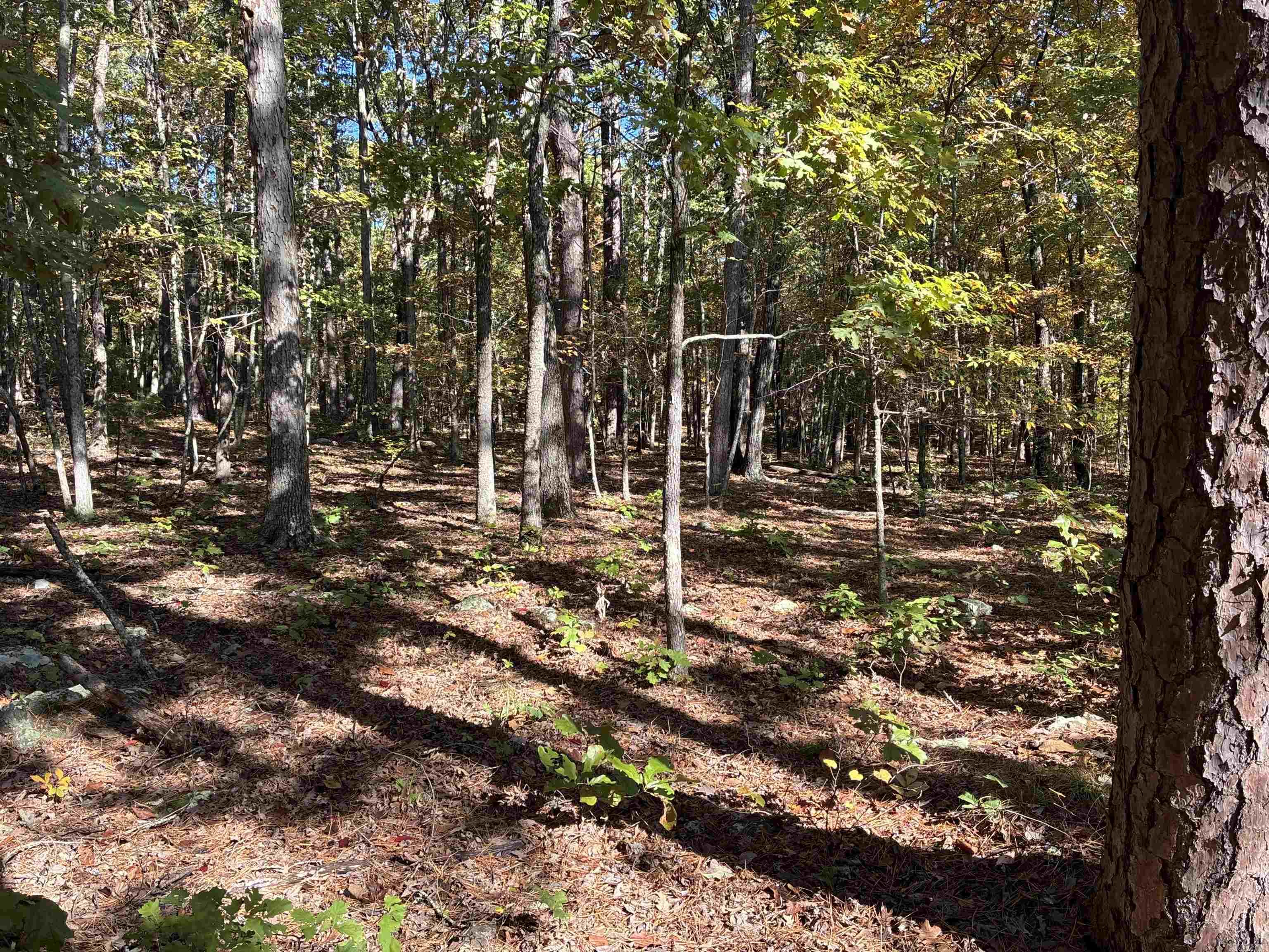 Chelsea Glade - Land