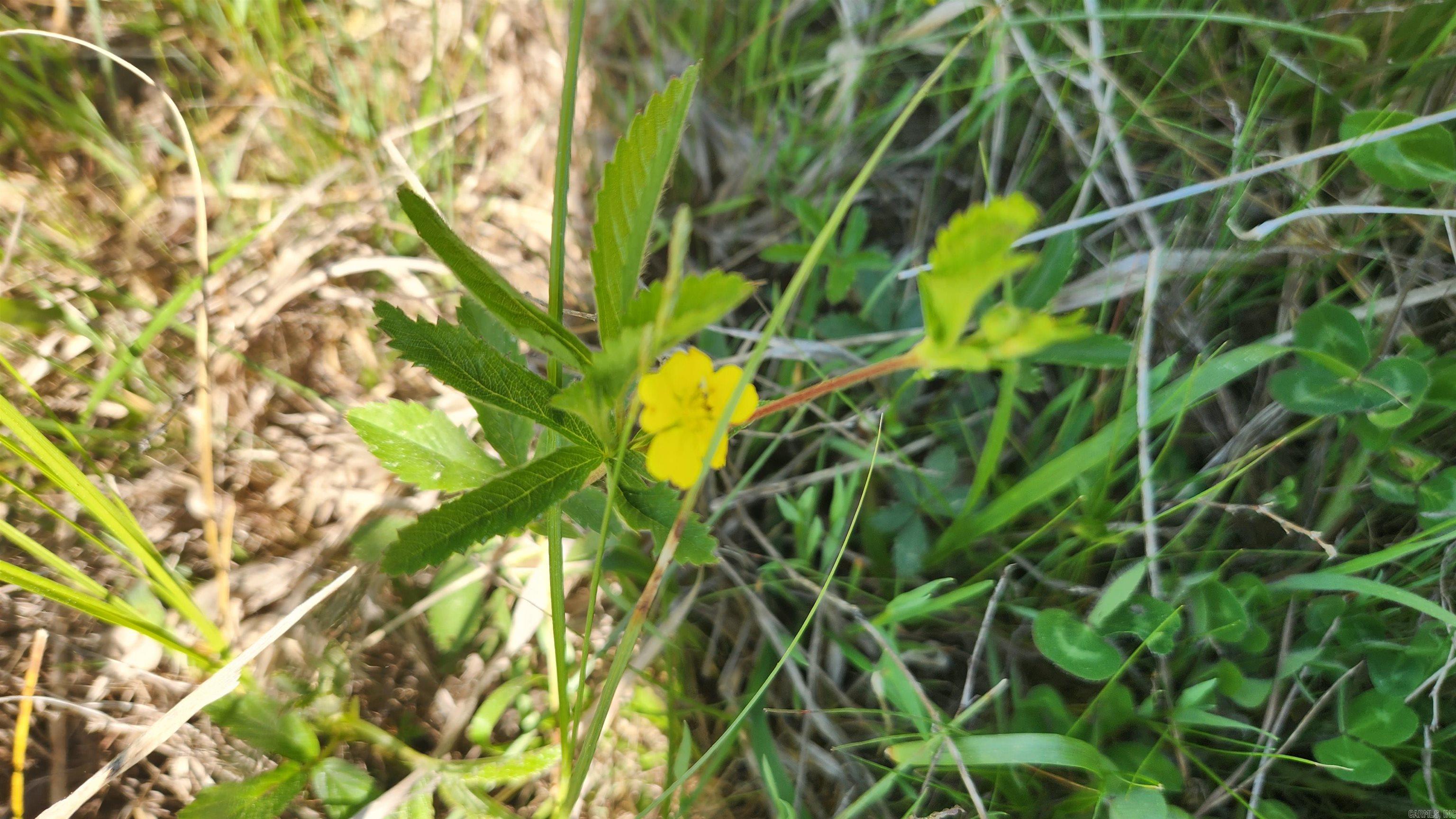 REVAS RETREAT - Land