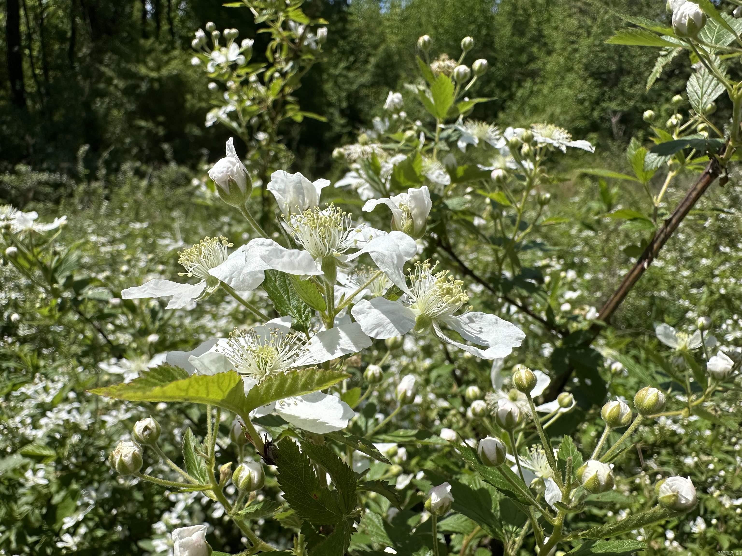 Not in Subdivision - Land