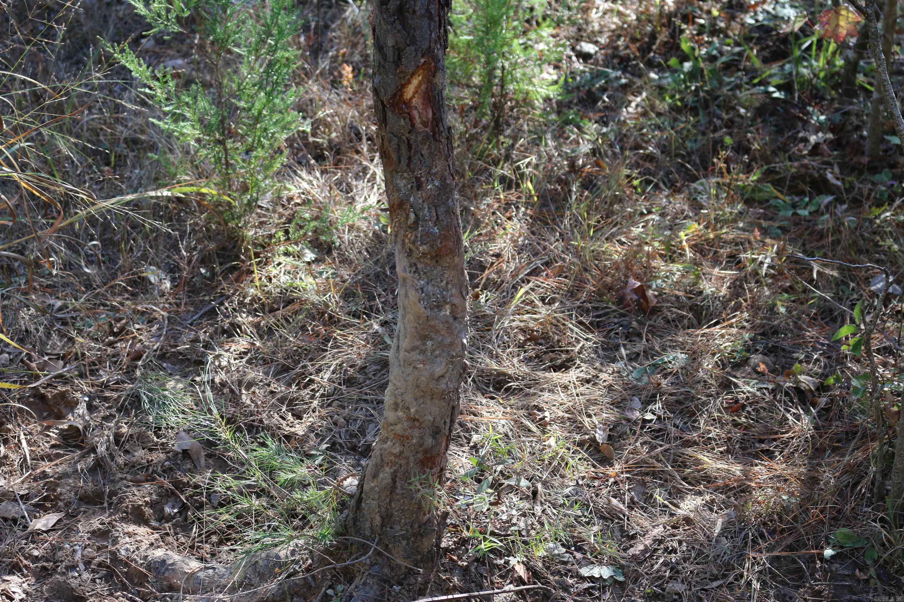 Metes & Bounds - Land