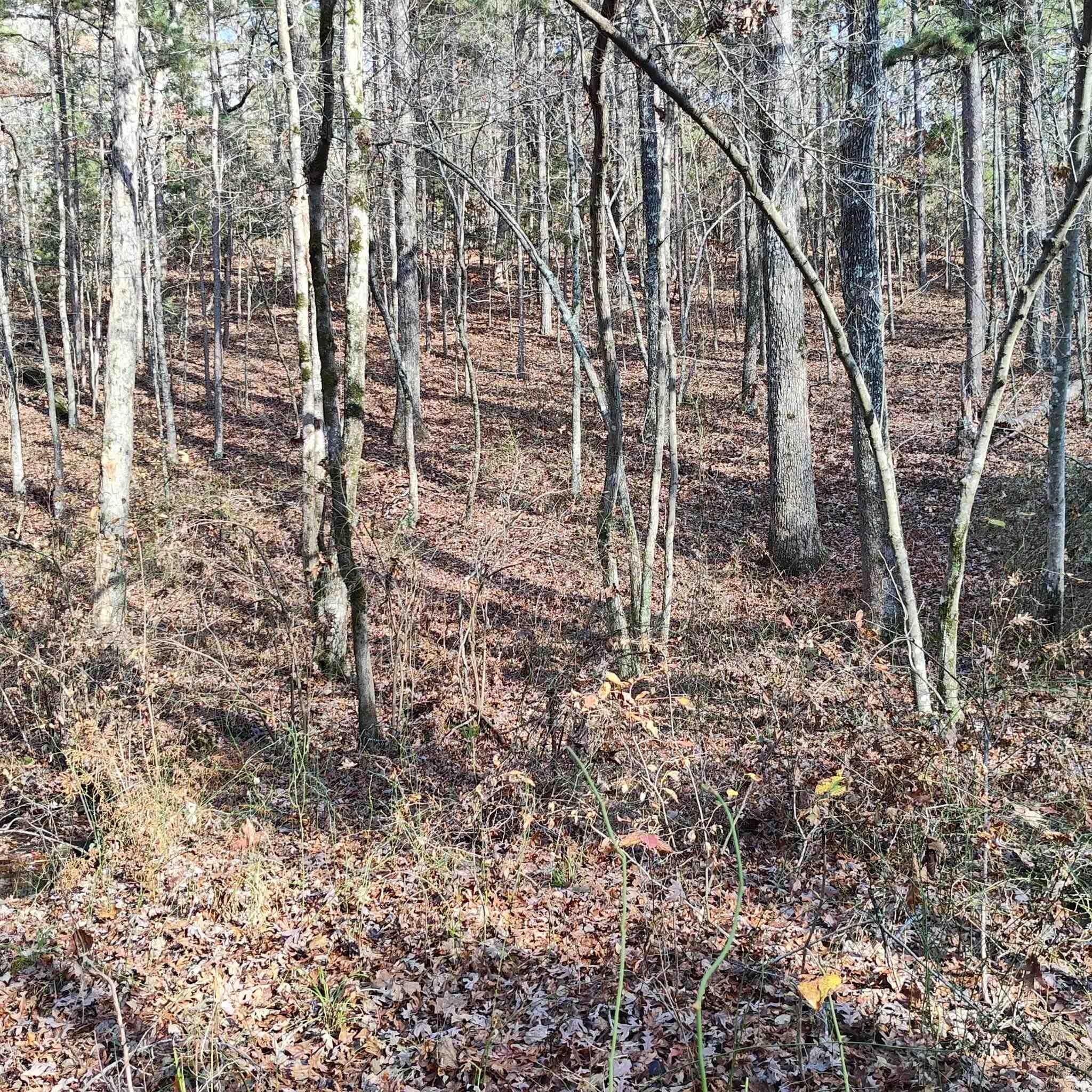 Pryor Mountain - Land