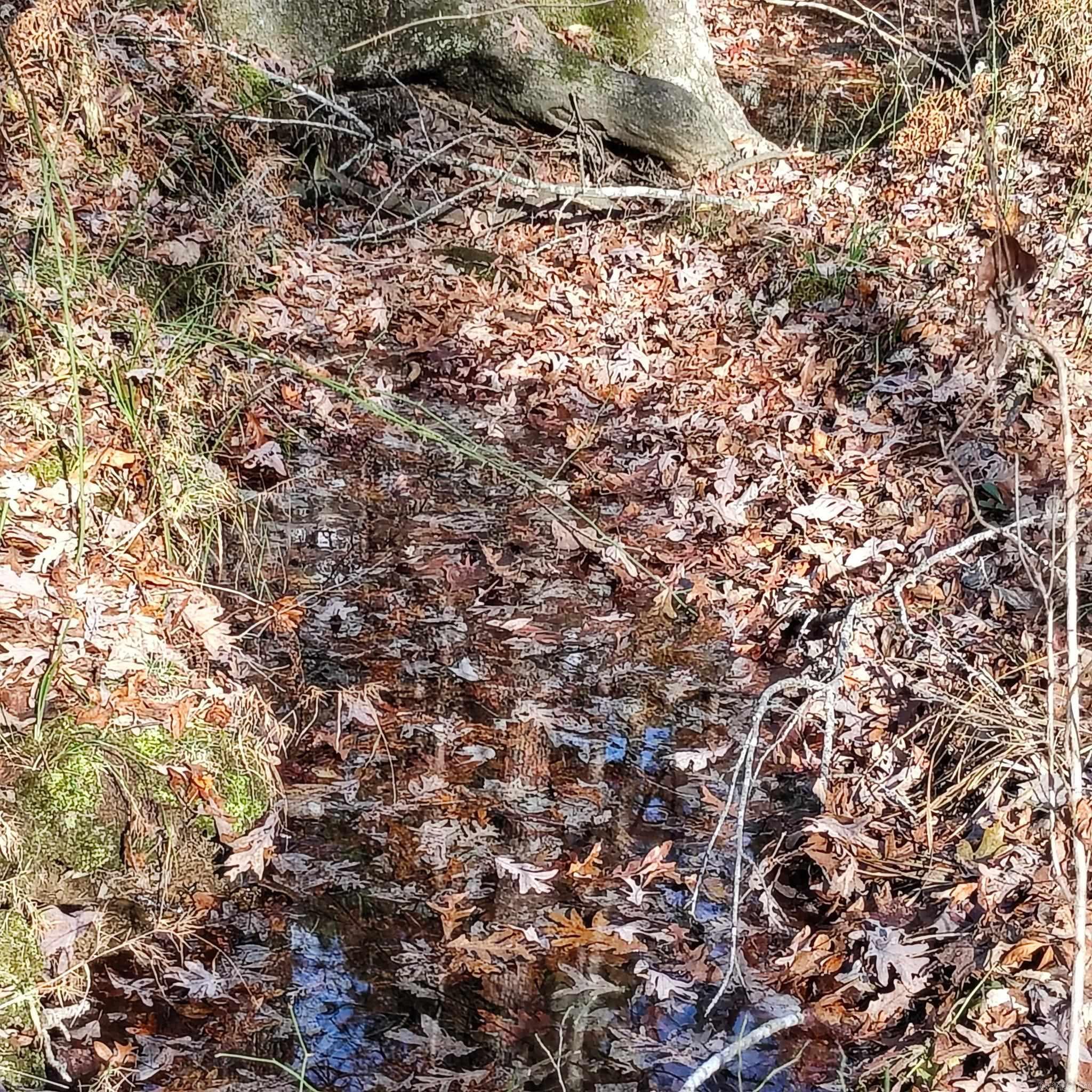 Pryor Mountain - Land