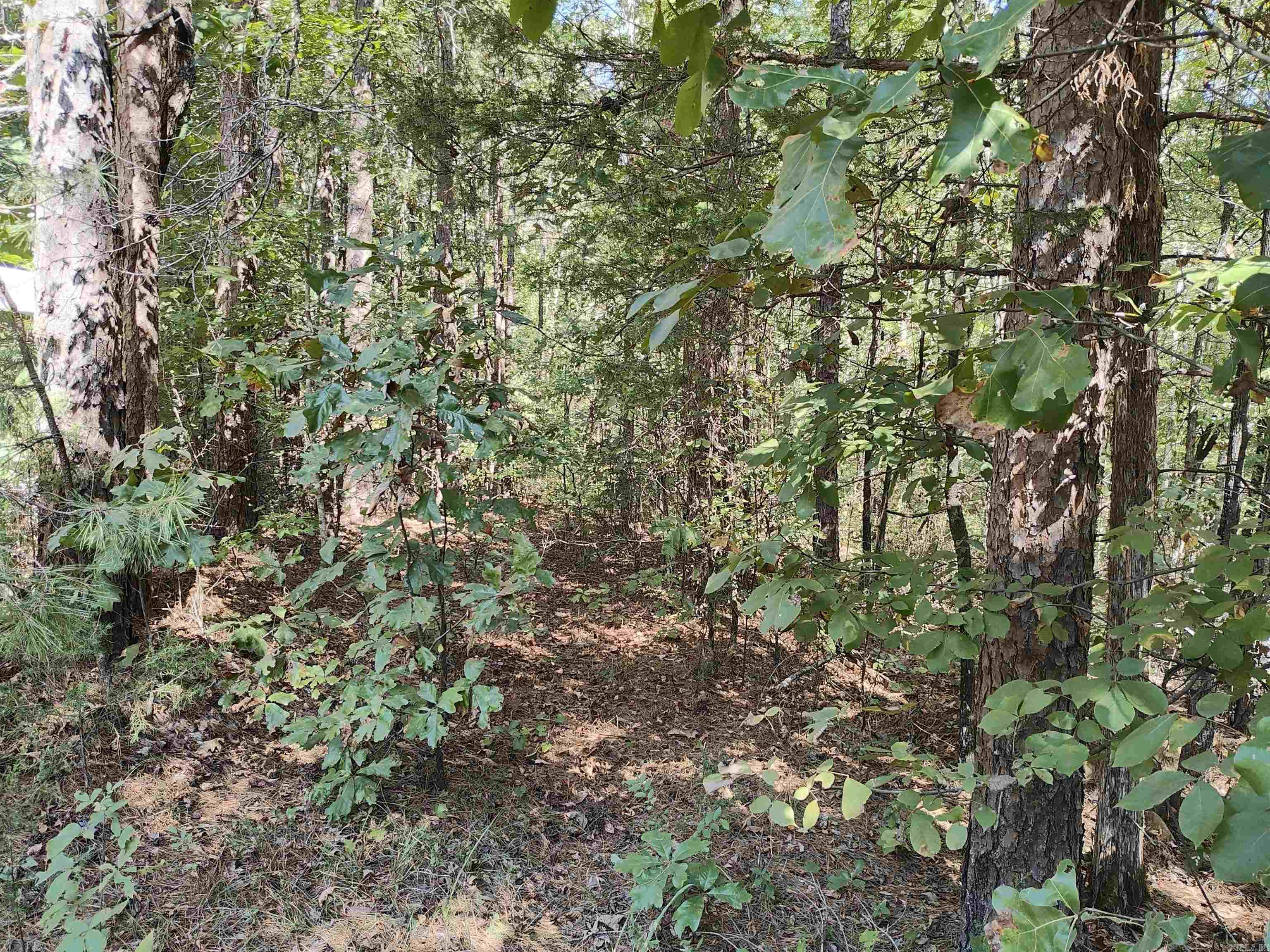 Pryor Mountain - Land