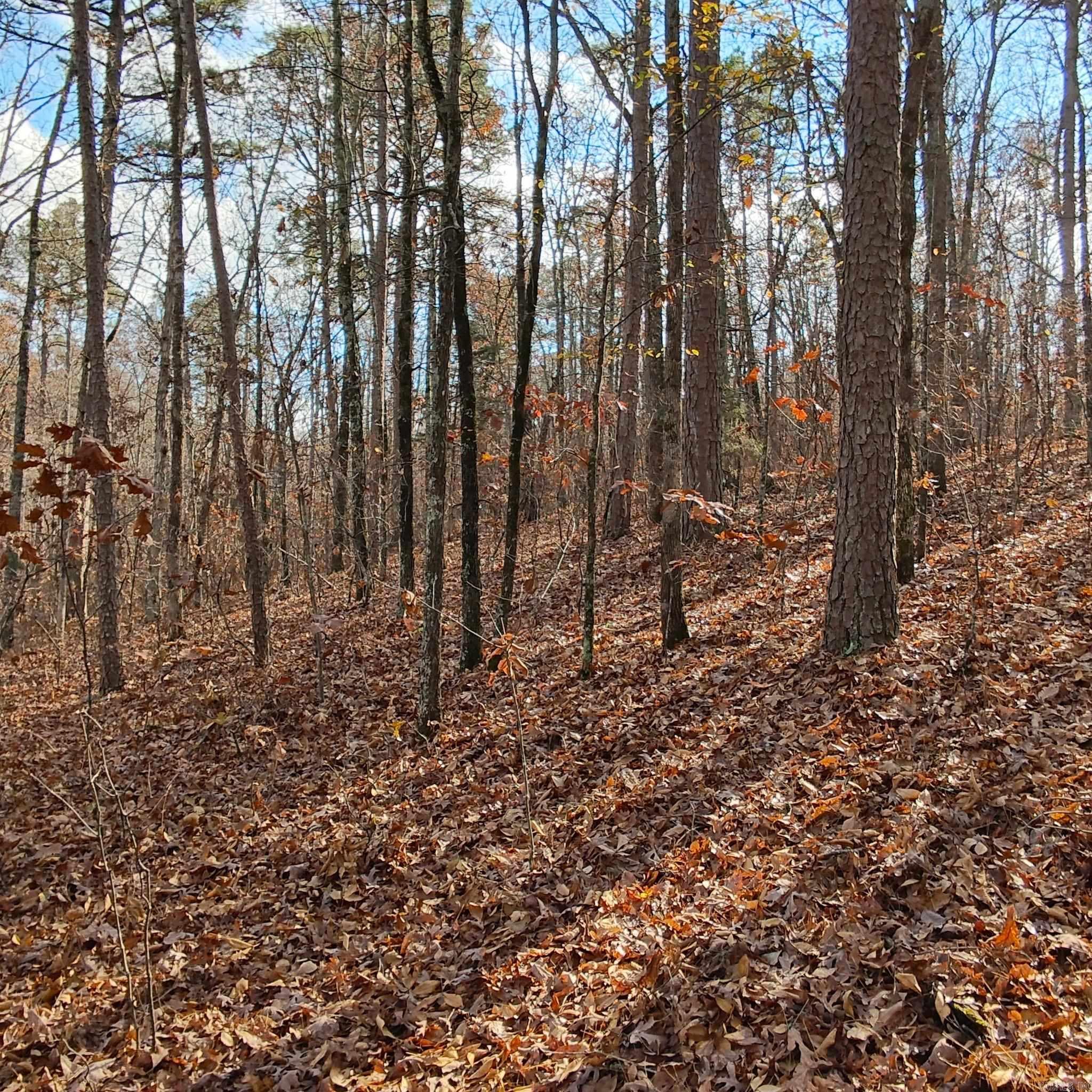 Pryor Mountain - Land