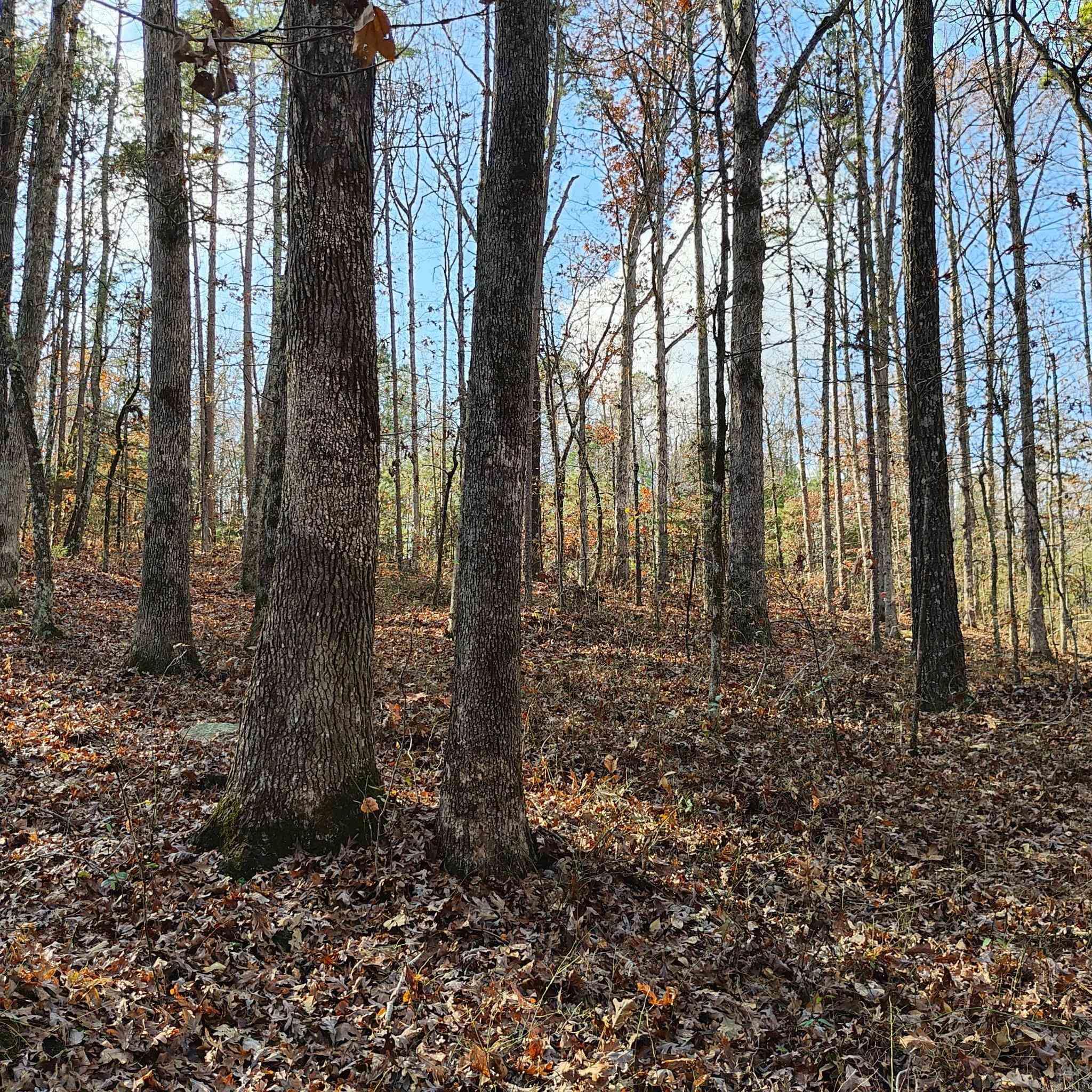 Pryor Mountain - Land