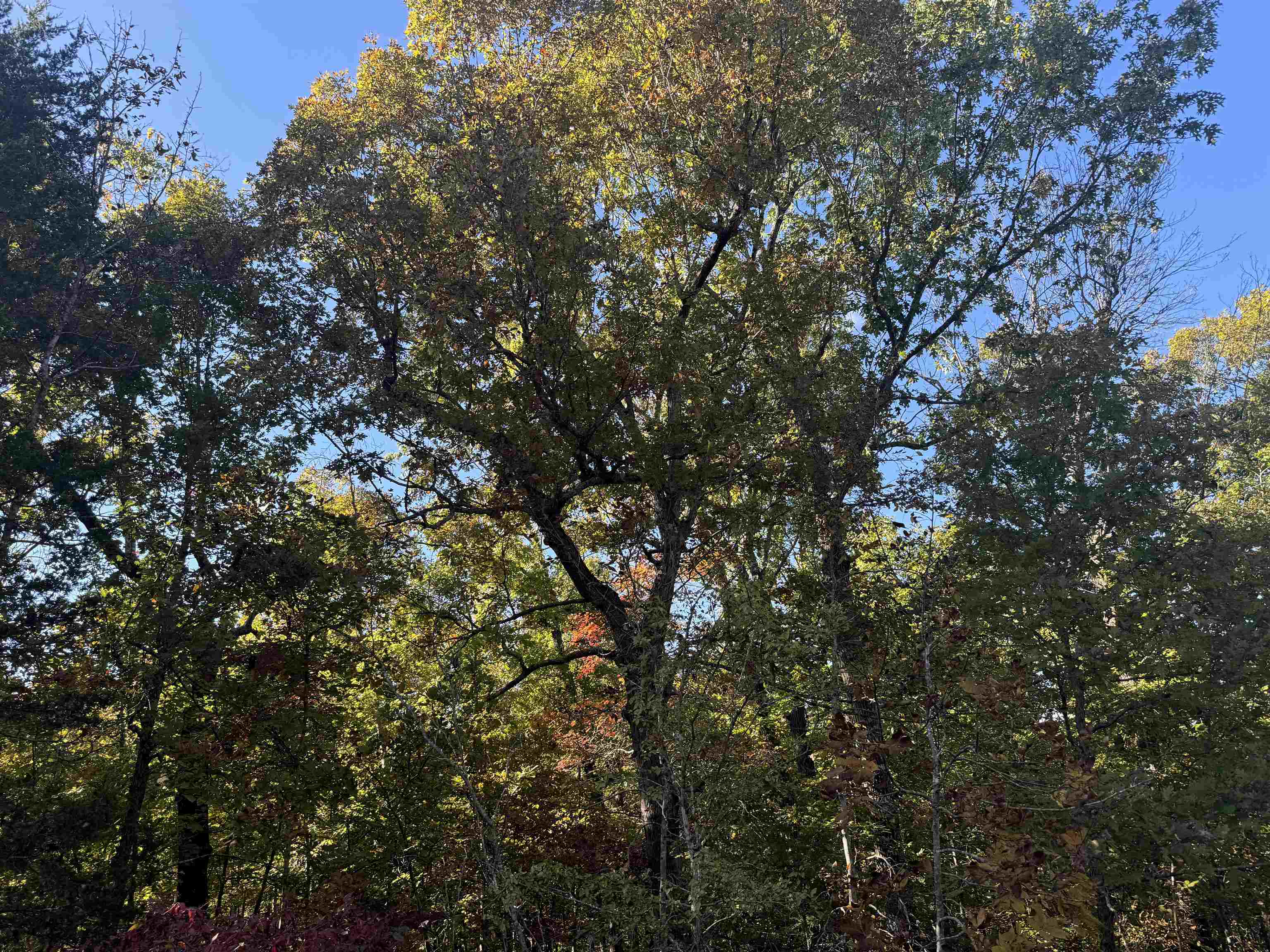 MCFADDEN ADNN BLUFFS - Land