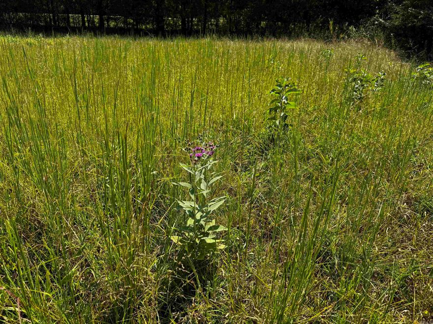 Joins National Forest in Oden AR. This 1.9 acre property is located off of Hwy 88. Close to Serendipity Trail. City water available. Unrestricted and has a survey. Park your camper, build yourself a cabin. This property is just down the road from the Ouachita River. 30 minute drive to Mena AR.  Call today for a showing!