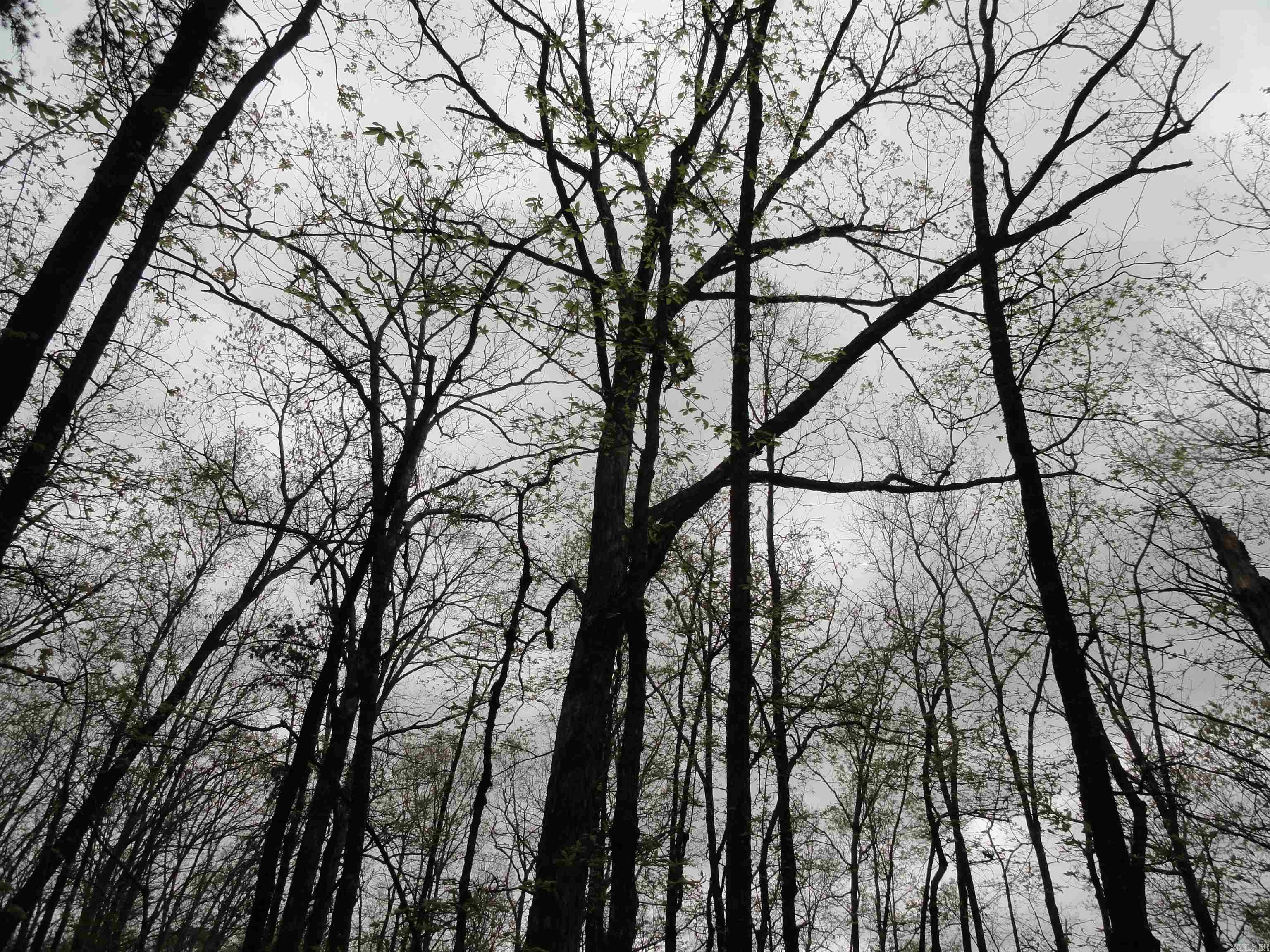 Hunter Mountain Estates - Land