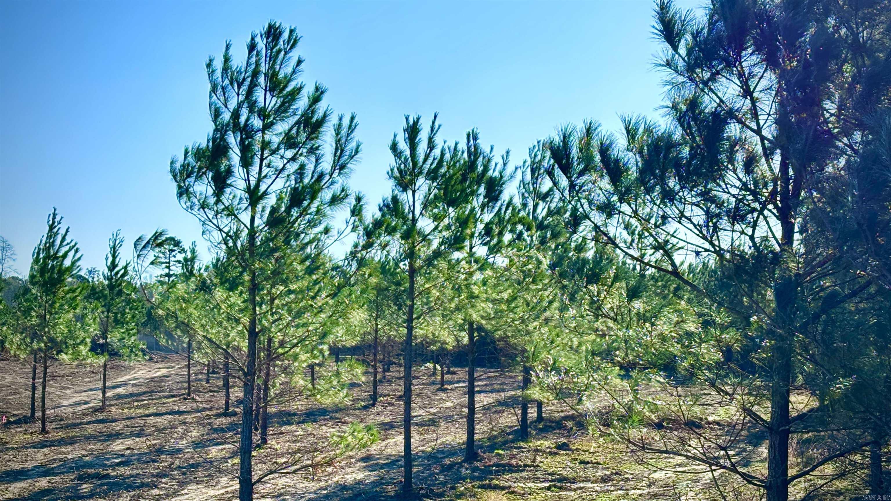 Lake Avalon Estates - Land