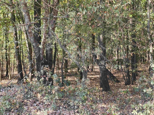 TBD TUCKER ROAD, SEARCY, AR 72143 - Image 81be55c8cd86f06892ac51117eb92f65/2315318531