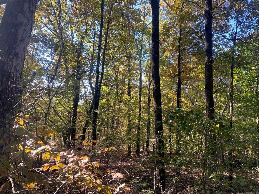 ?? 28.6 Acres Unrestricted Land – Just Outside of Mountain! ?? Discover this rare opportunity to own 28.6 acres of unrestricted, mostly wooded land located just outside of Mountain. This property hasn’t been on the market in over 55 years! All utilities are nearby, making it an ideal spot for a homesite, hunting retreat, or future development project. The mix of privacy, accessibility, and natural beauty makes this acreage perfect for a variety of uses. Whether you’re looking to build, invest, or escape into nature, this property offers endless potential. Key Features: • 28.6 acres (unrestricted) • Mostly wooded with natural beauty • All utilities nearby • Excellent hunting and recreation potential • Great for homebuilding or development • First time on the market in 55 years! Don’t miss this rare opportunity to own a piece of land with so much potential—schedule a visit today!