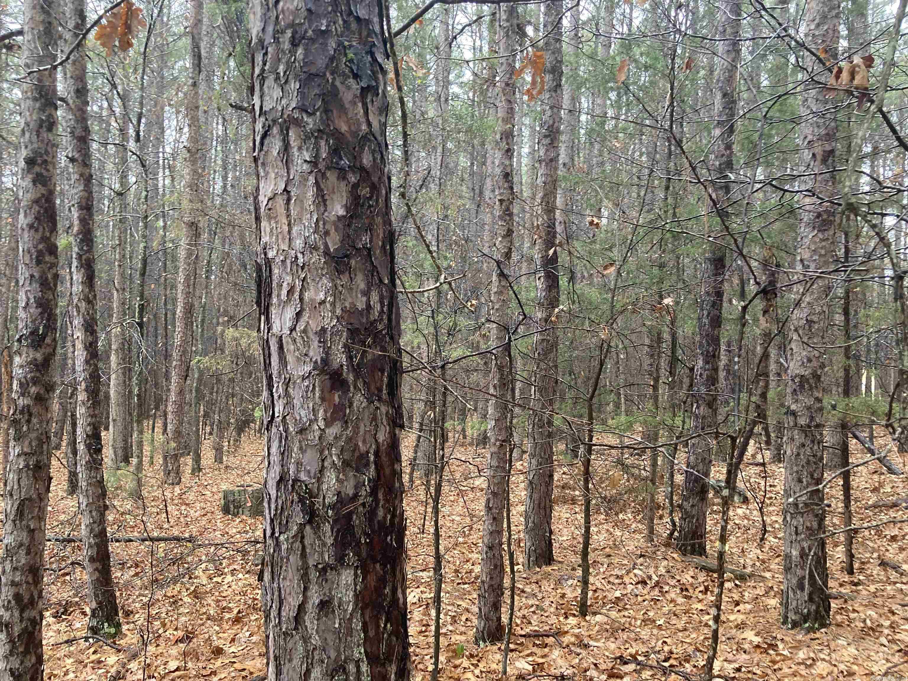 Mountain Ranch - Land