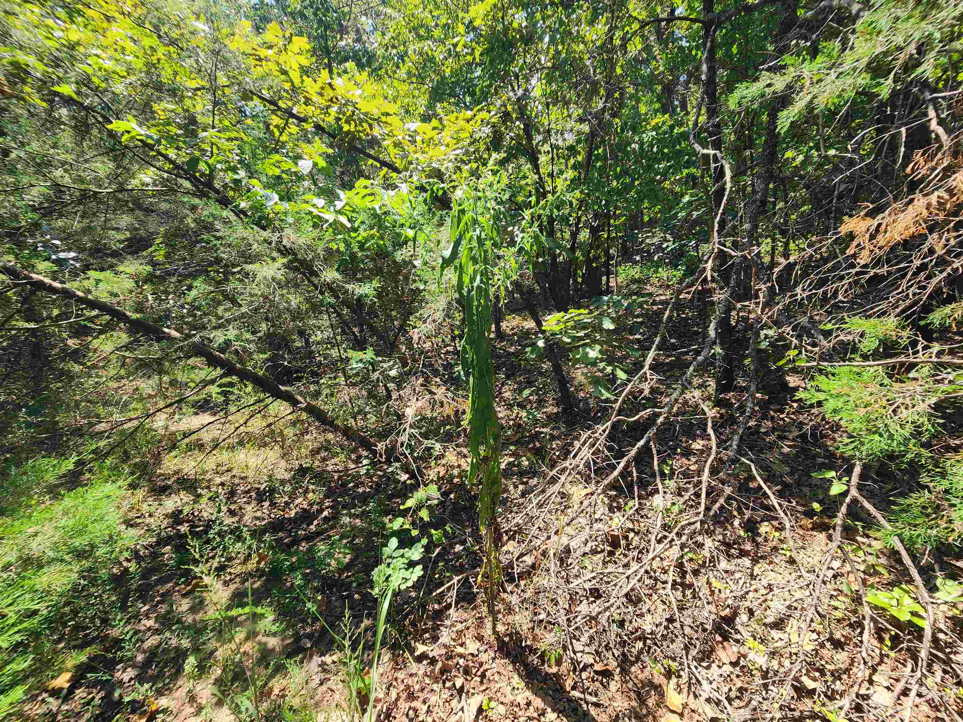 Cherokee Village - Land