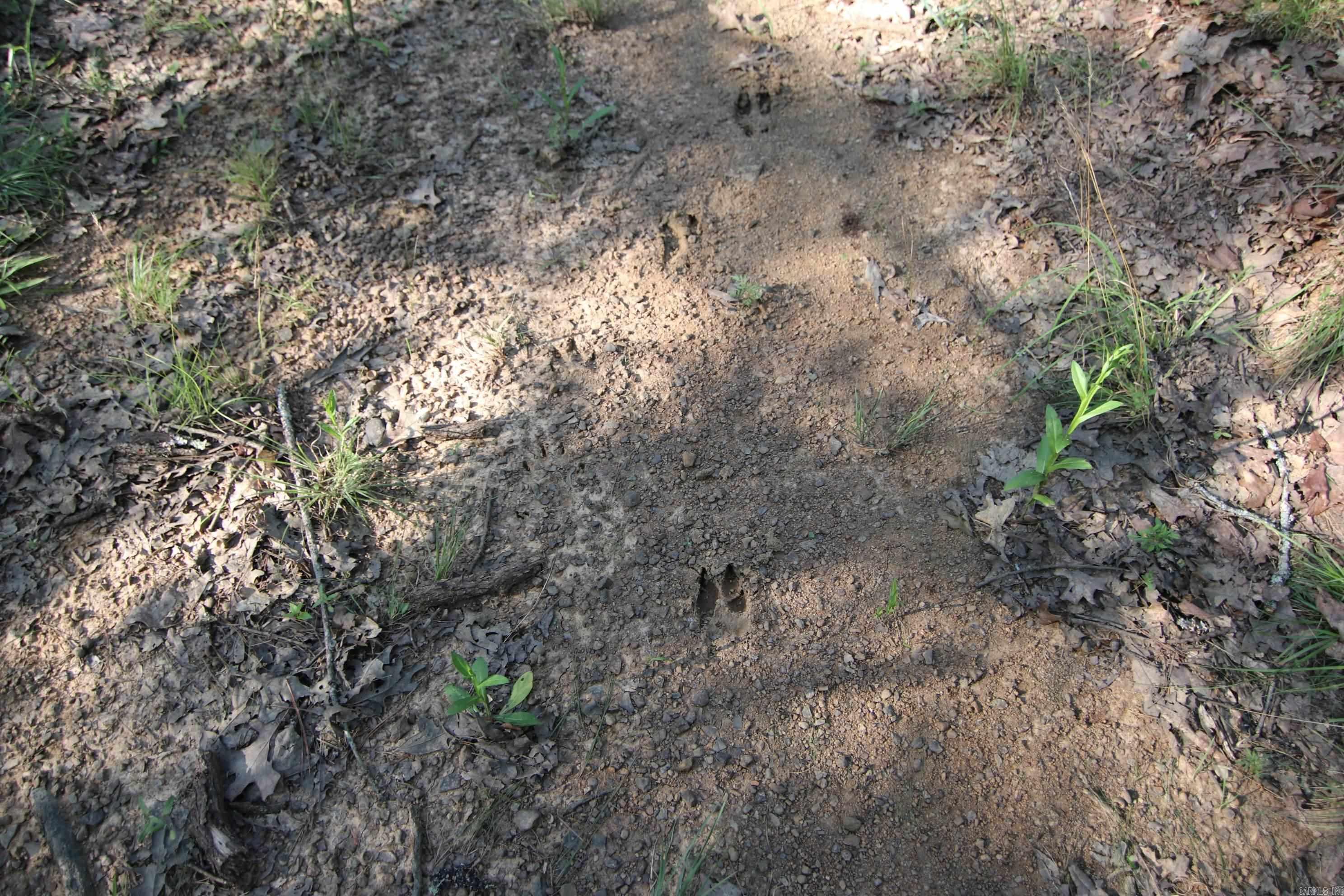 Deer Run Acres - Land