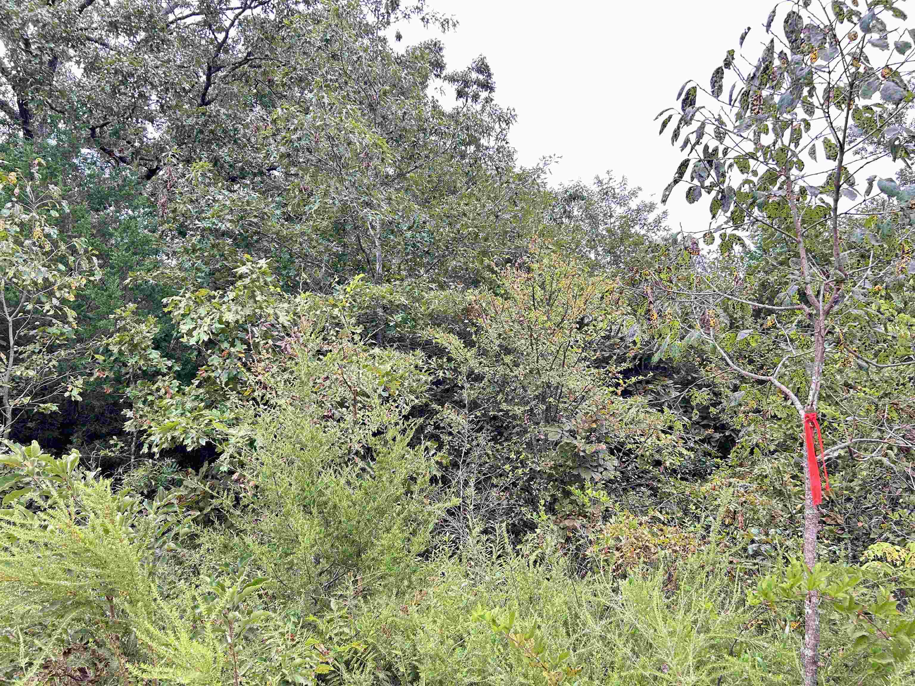 ASH FLAT HEIGHTS - Land