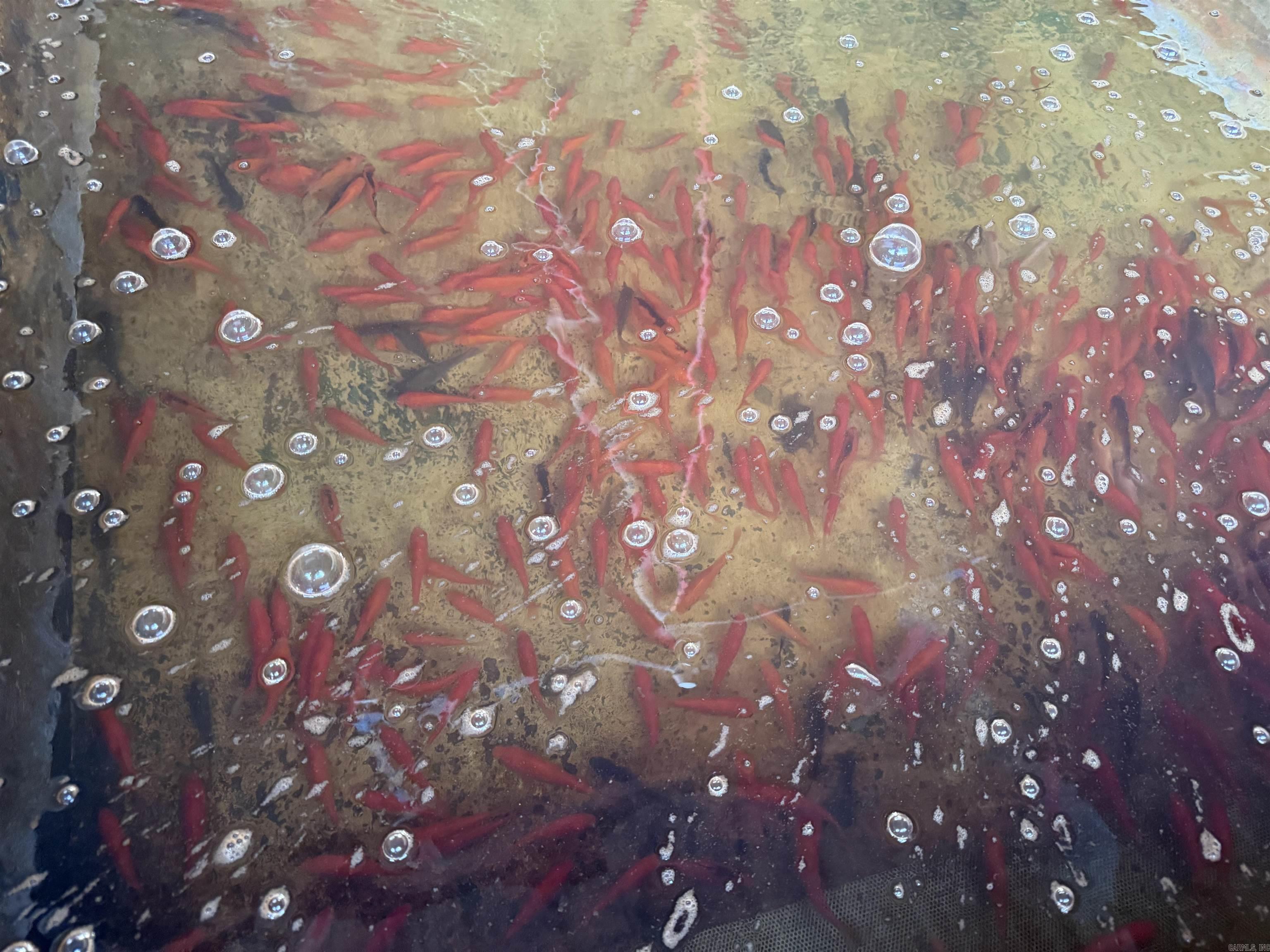 Metes & Bounds - Farm