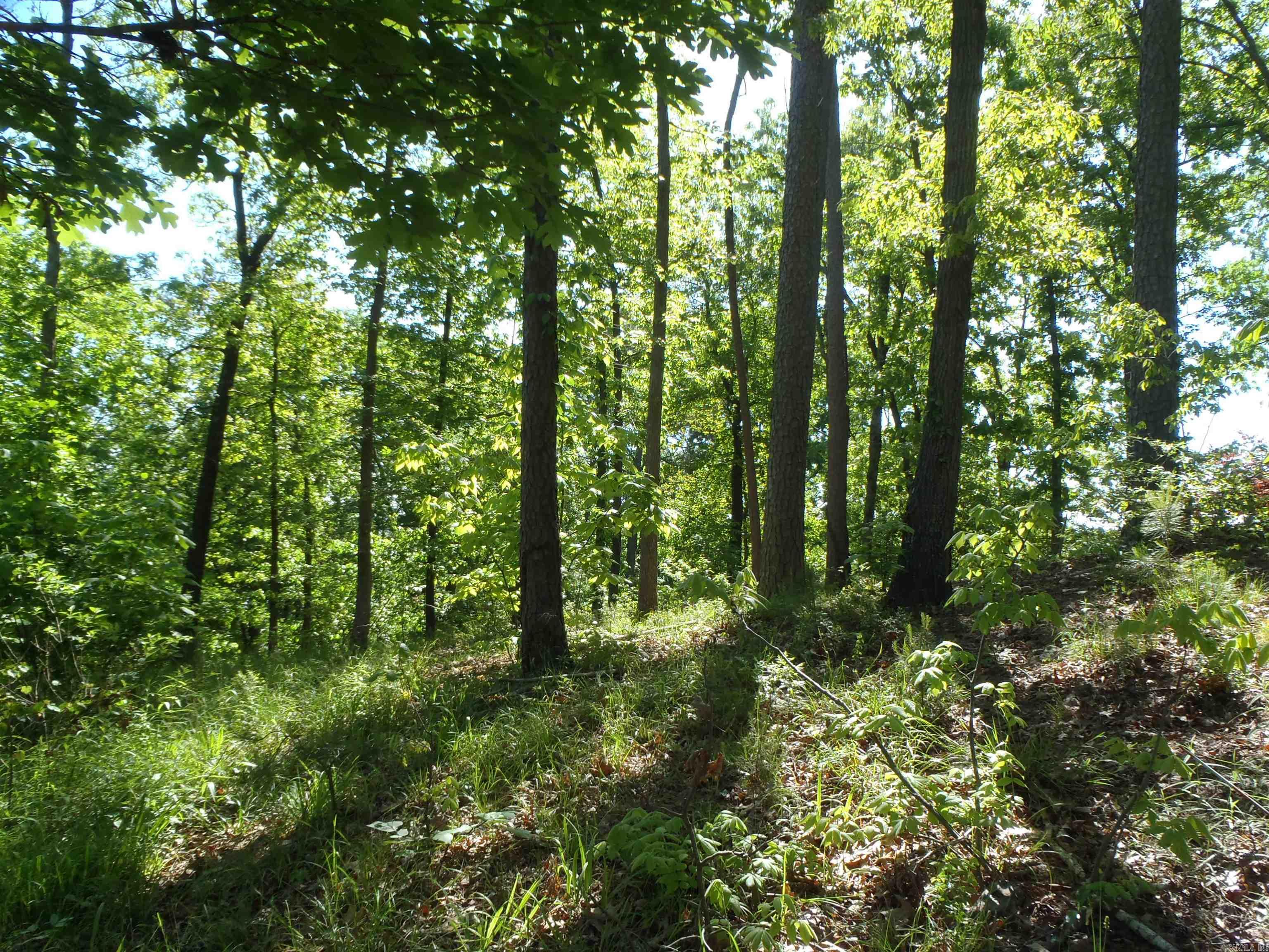 Driftwood Point - Land