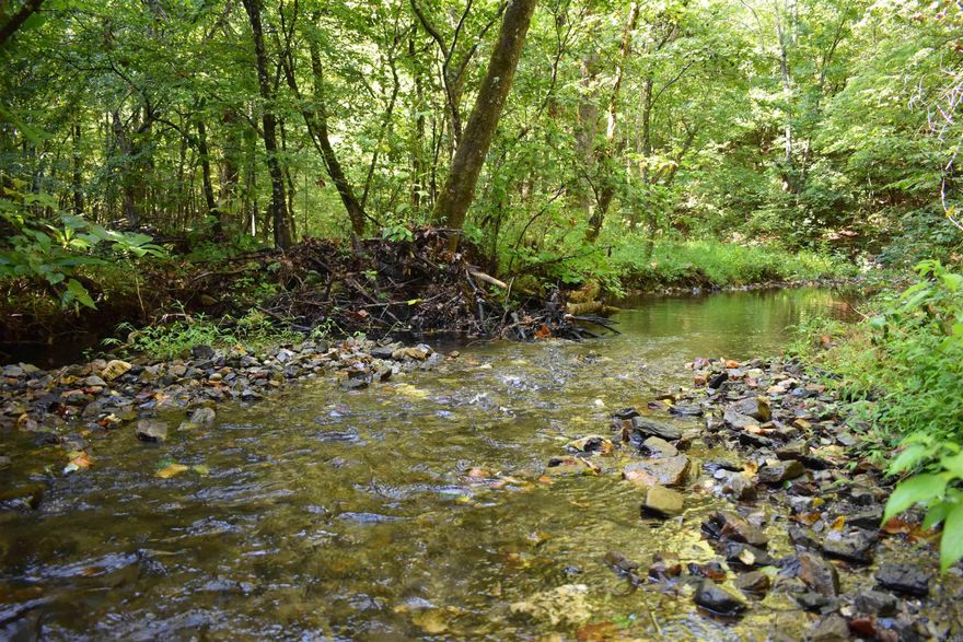 Located in the Ouachita Mountains of Montgomery County, Arkansas sits this rare and unique 73 +/- acre recreational paradise. With 100% of the property’s boundary being with the Ouachita National Forest, it is easy to image the peace and tranquility of this secluded timber land. The winding drive down Beech Creek Road to the property sets the stage for this truly rare piece of Montgomery County Real Estate. Entering the property, you will immediately notice the quality of timber covering the landscape. Varieties of Hardwoods and pine timber tower over the ridges and draws, making a picturesque setting for a deer stand in the fall. Deer, turkey, and bear are abundant in the area, and the topography of the land is ideal for hunting them, with multiple ridges, draws, pinch points, and travel corridors evident. A nice sized year-round creek flows through the property at its North end, with multiple holes of cool and clear mountain water being separated by trickling shoals and beautiful bends. Rock bluffs line sections of the creek bank, creating picturesque landscapes as well as great pinch points along game trails.