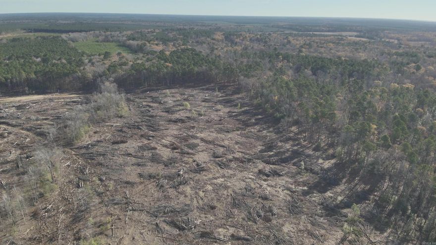 The ‘South Locust 120’ (#03019-004114) is a ±120-acre tract located in the southwest part of Calhoun County about five miles south of the Locust Bayou community and about 10 miles from the Highland Industrial Park.  Access to the property is excellent with Calhoun #3, a gravel county road running along the west boundary and additional access off Calhoun #301 to the east side of the property.  Most of the timber was recently harvested from this property and provides a blank canvas to have just about whatever you desire!  This property could be further cleared and developed into pasture, reforested for a long-term timber and/or hunting investment and with some utilities available there is also home site potential!