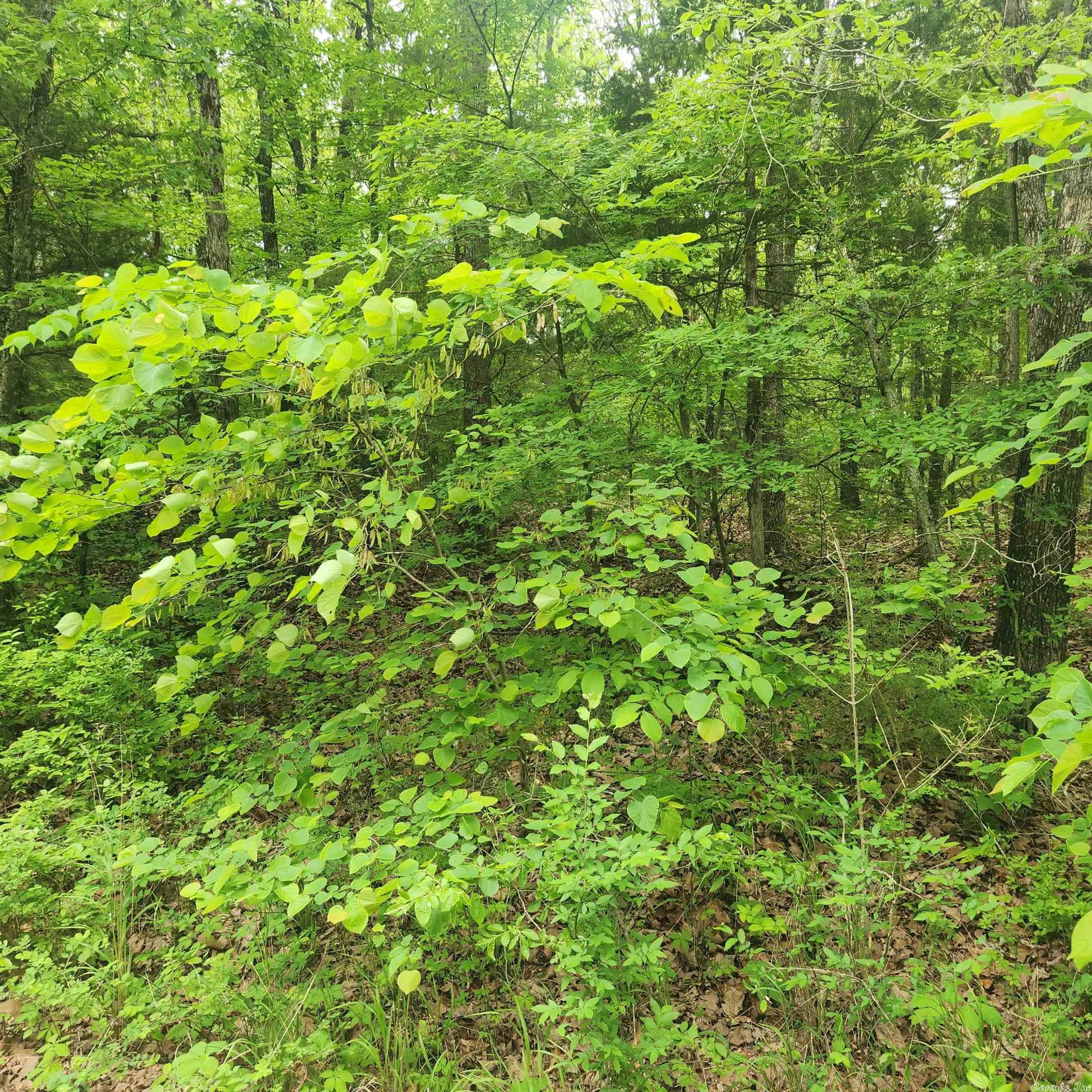 Choctaw Second - Land