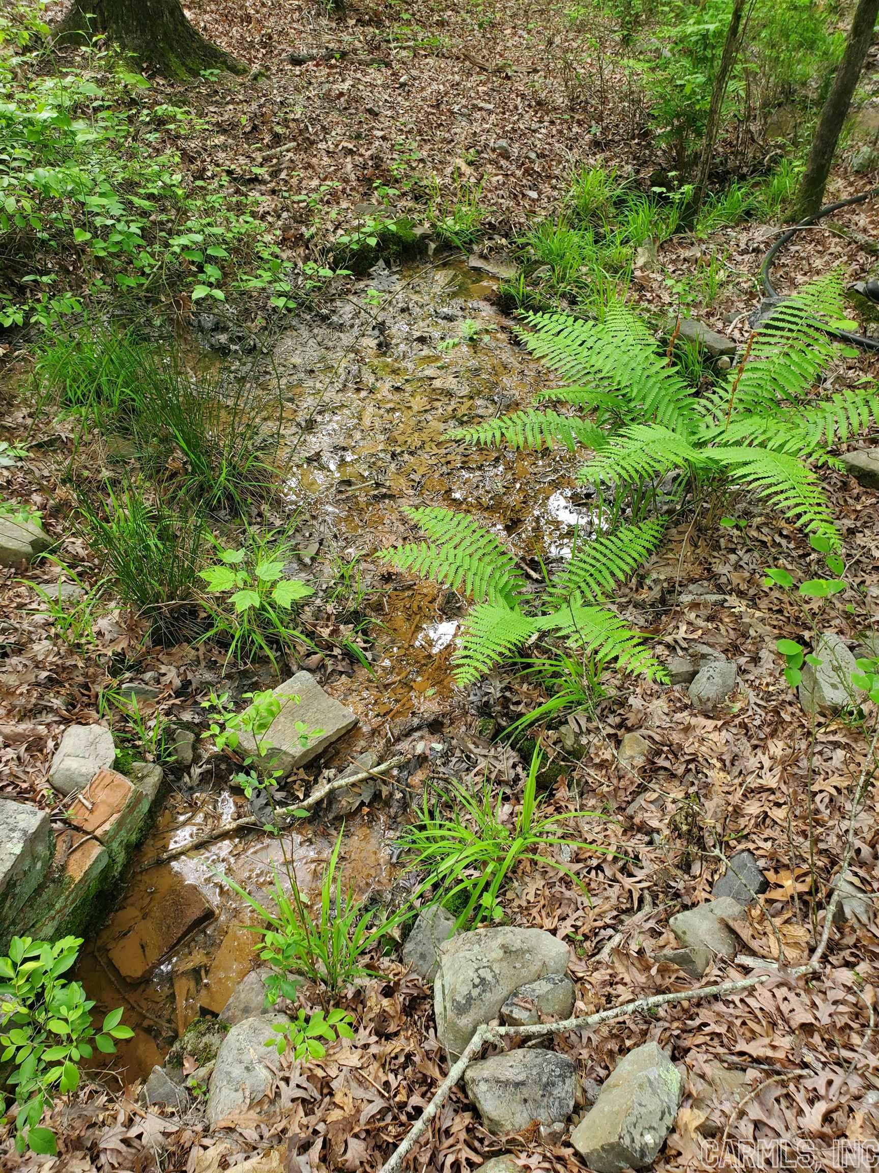 Mountain Pine Outside - Residential