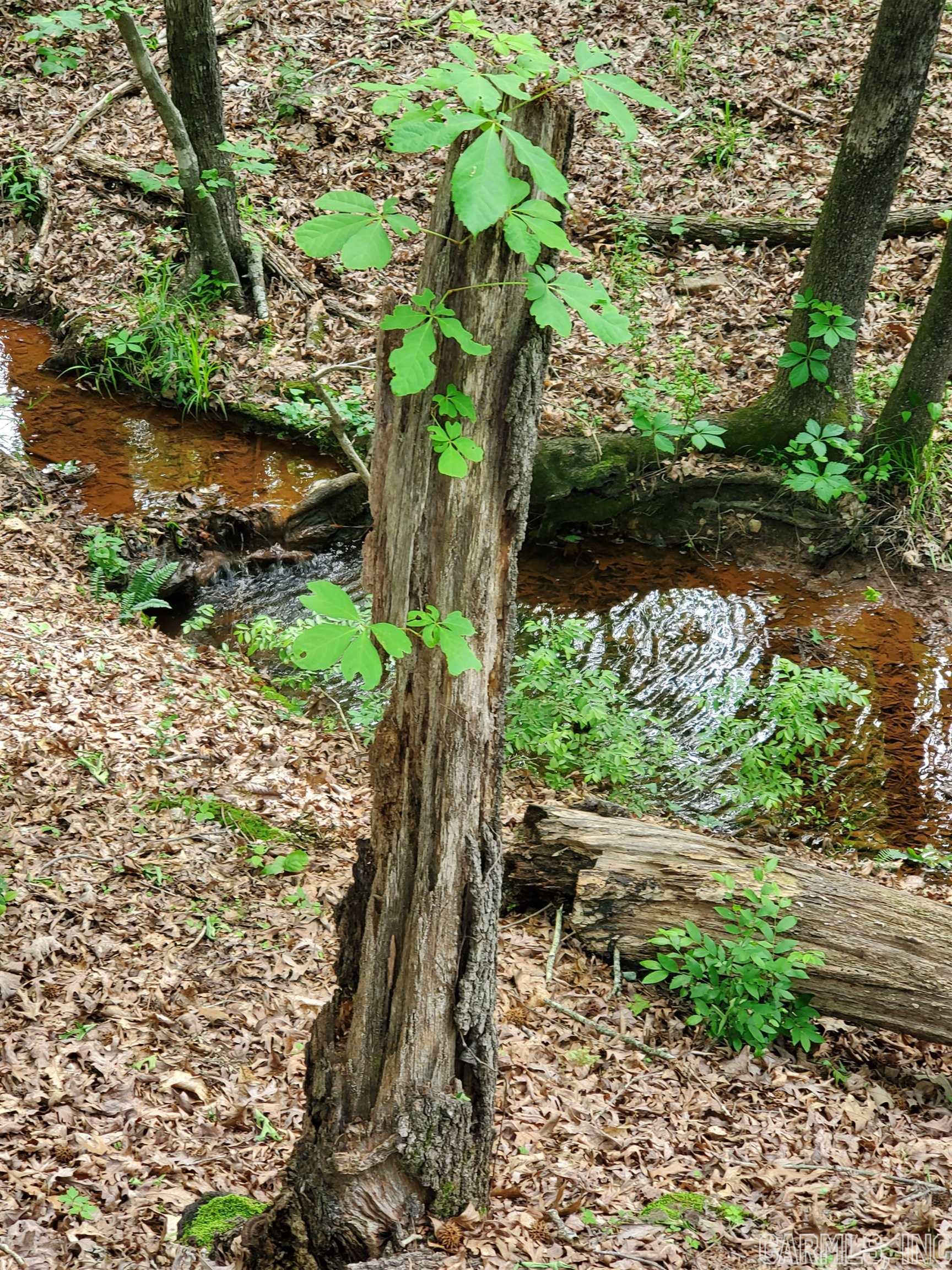 Mountain Pine Outside - Residential
