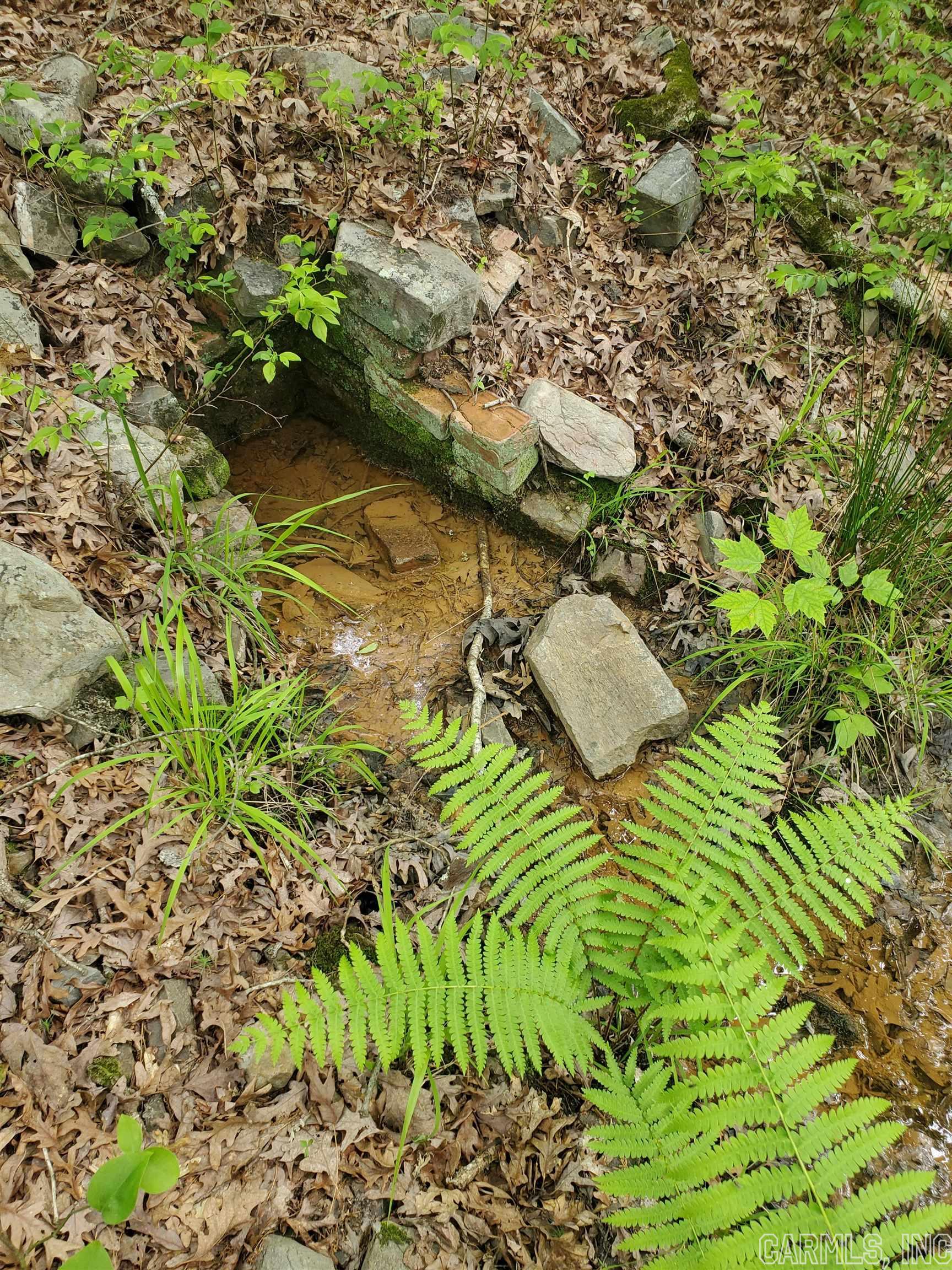 Mountain Pine Outside - Residential