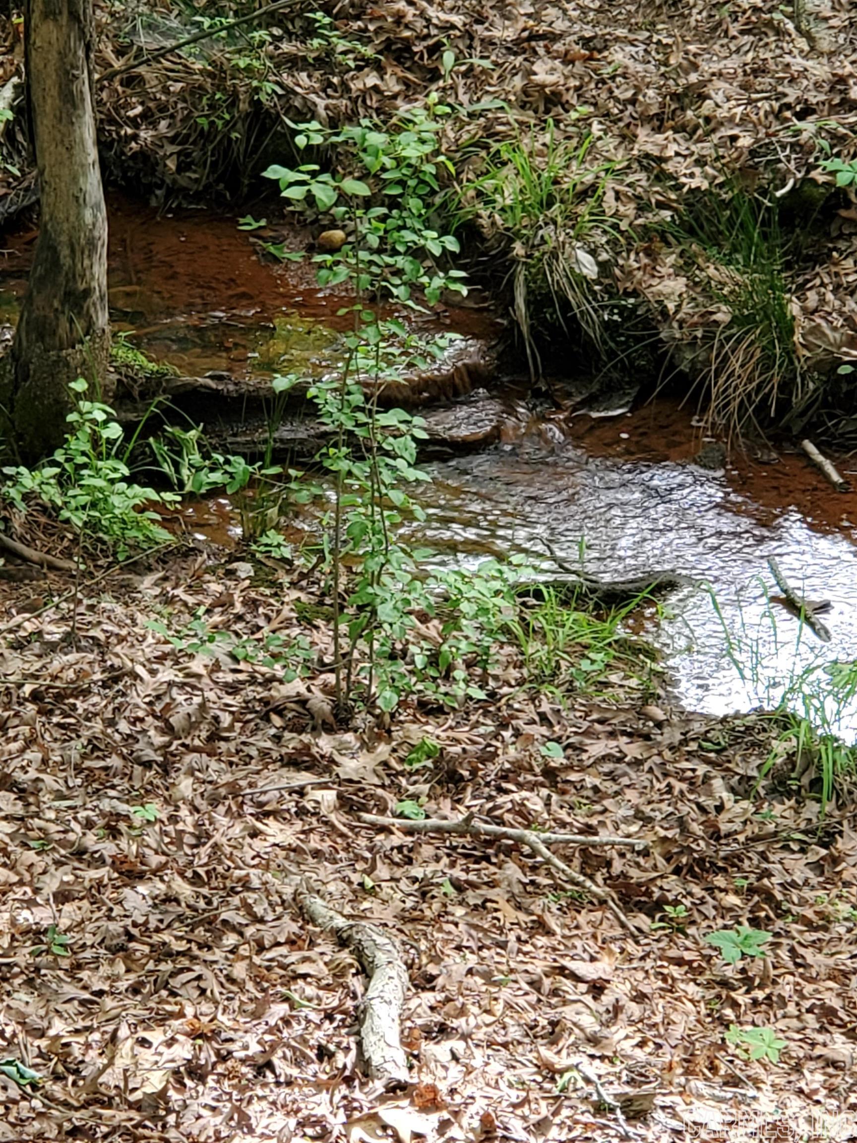 Mountain Pine Outside - Residential