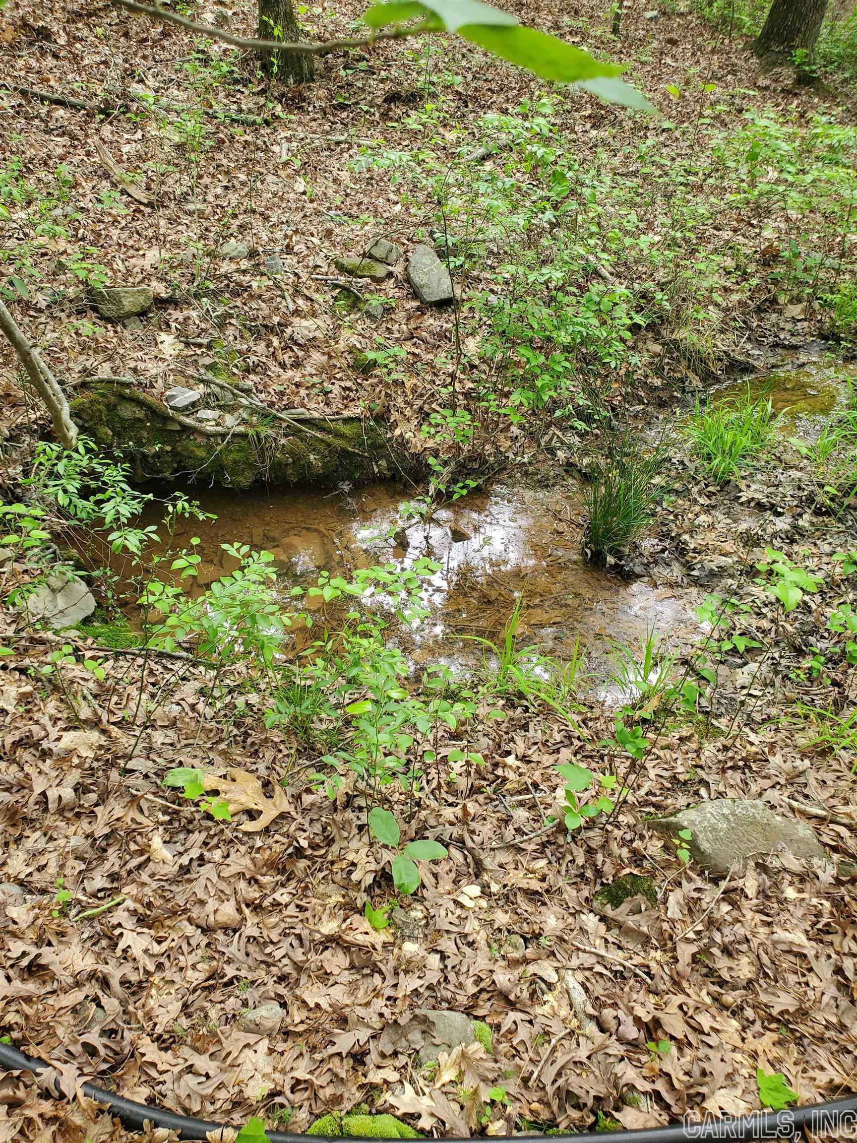 Mountain Pine Outside - Residential