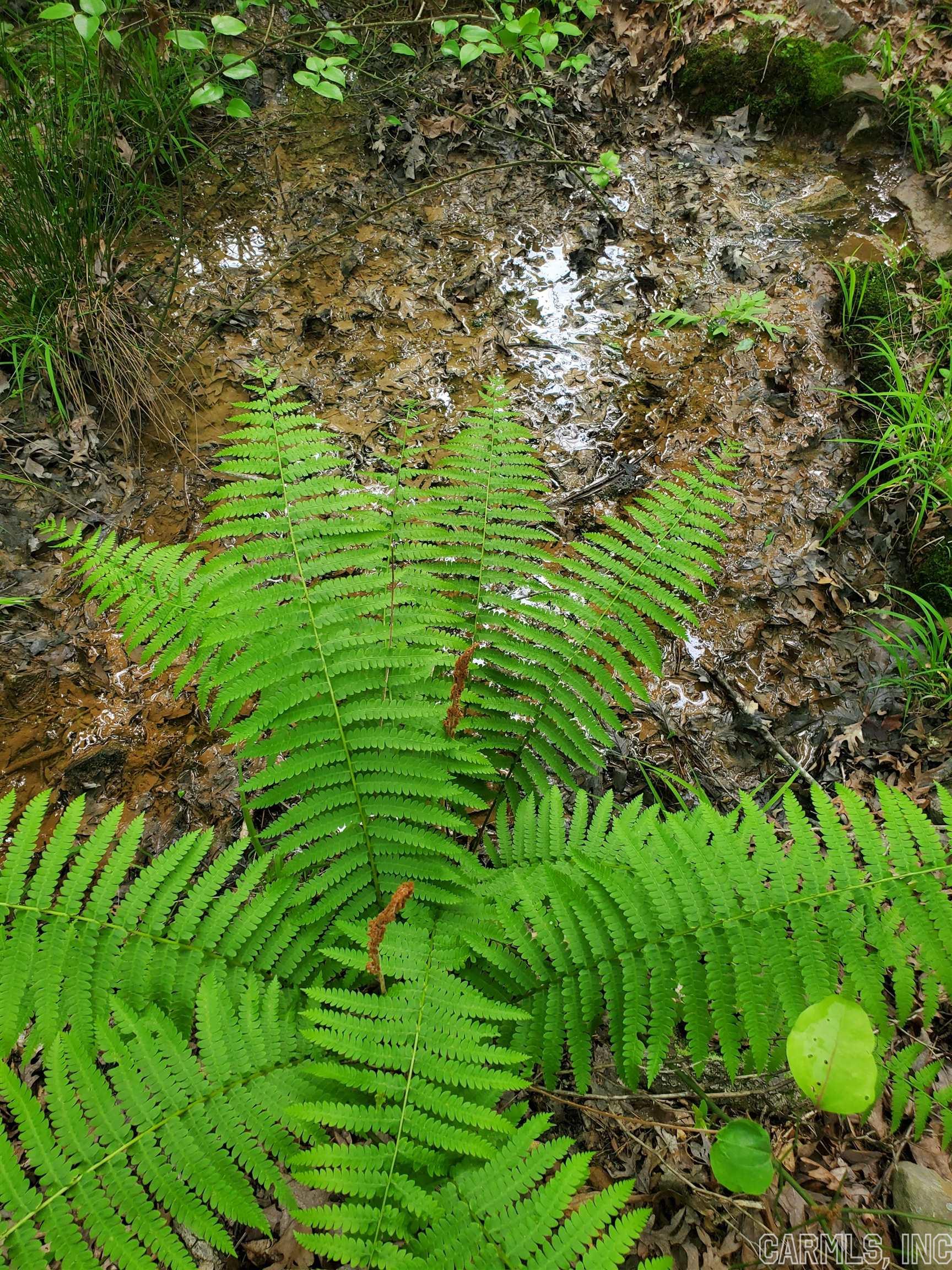 Mountain Pine Outside - Residential