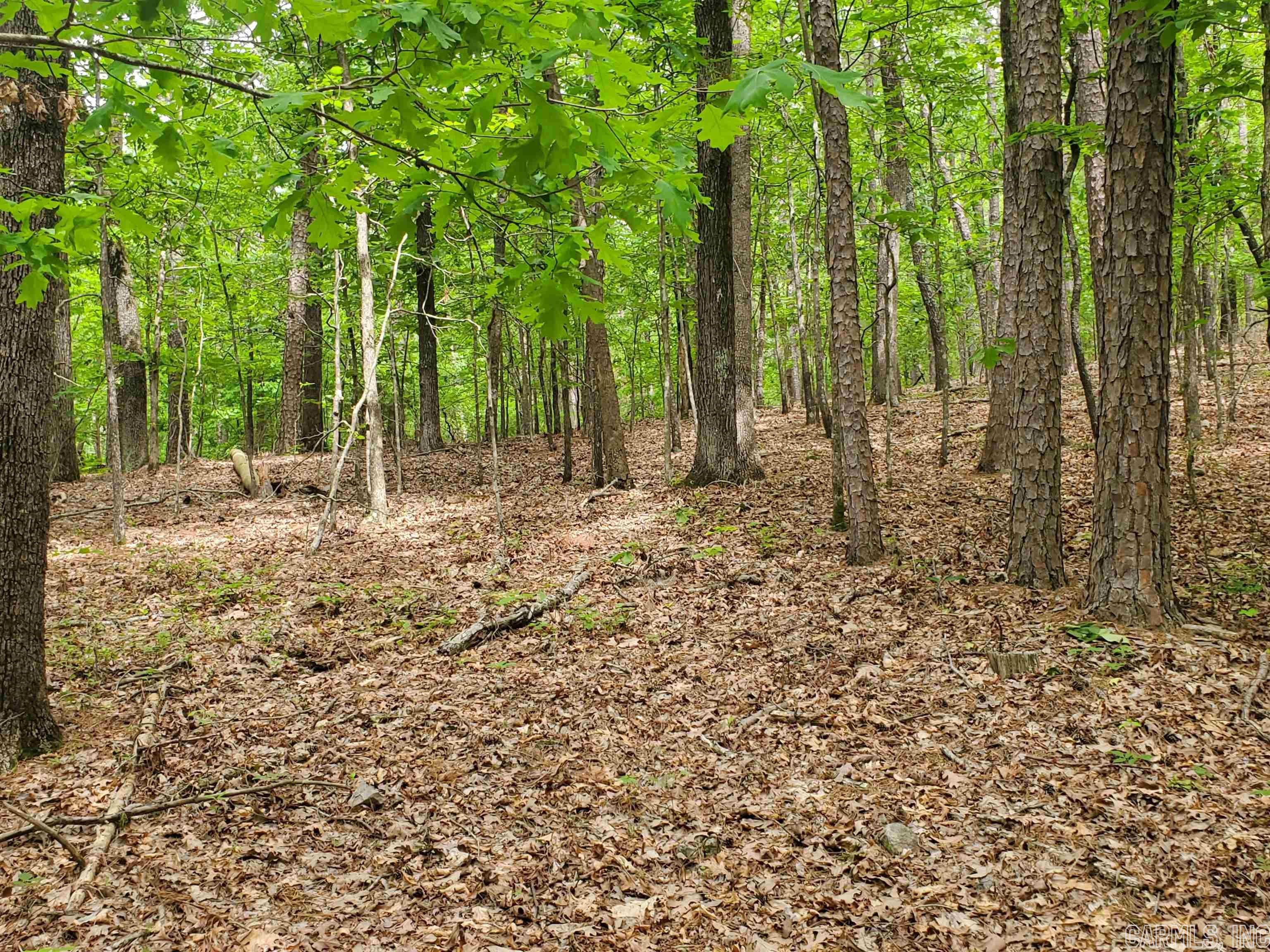 Mountain Pine Outside - Residential