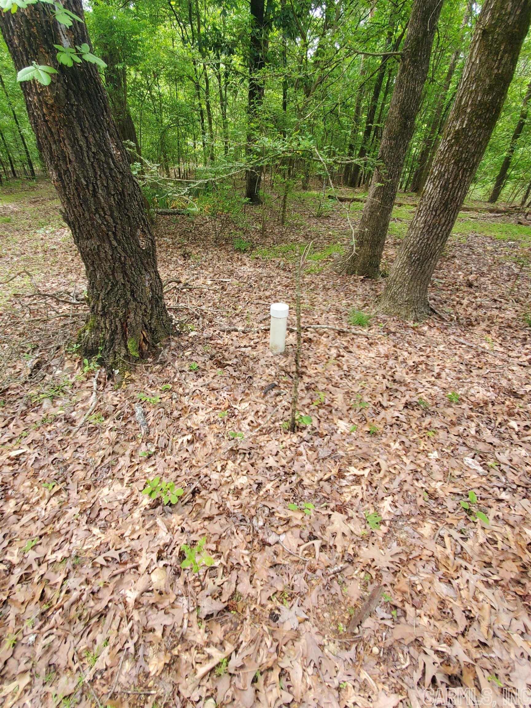 Mountain Pine Outside - Residential