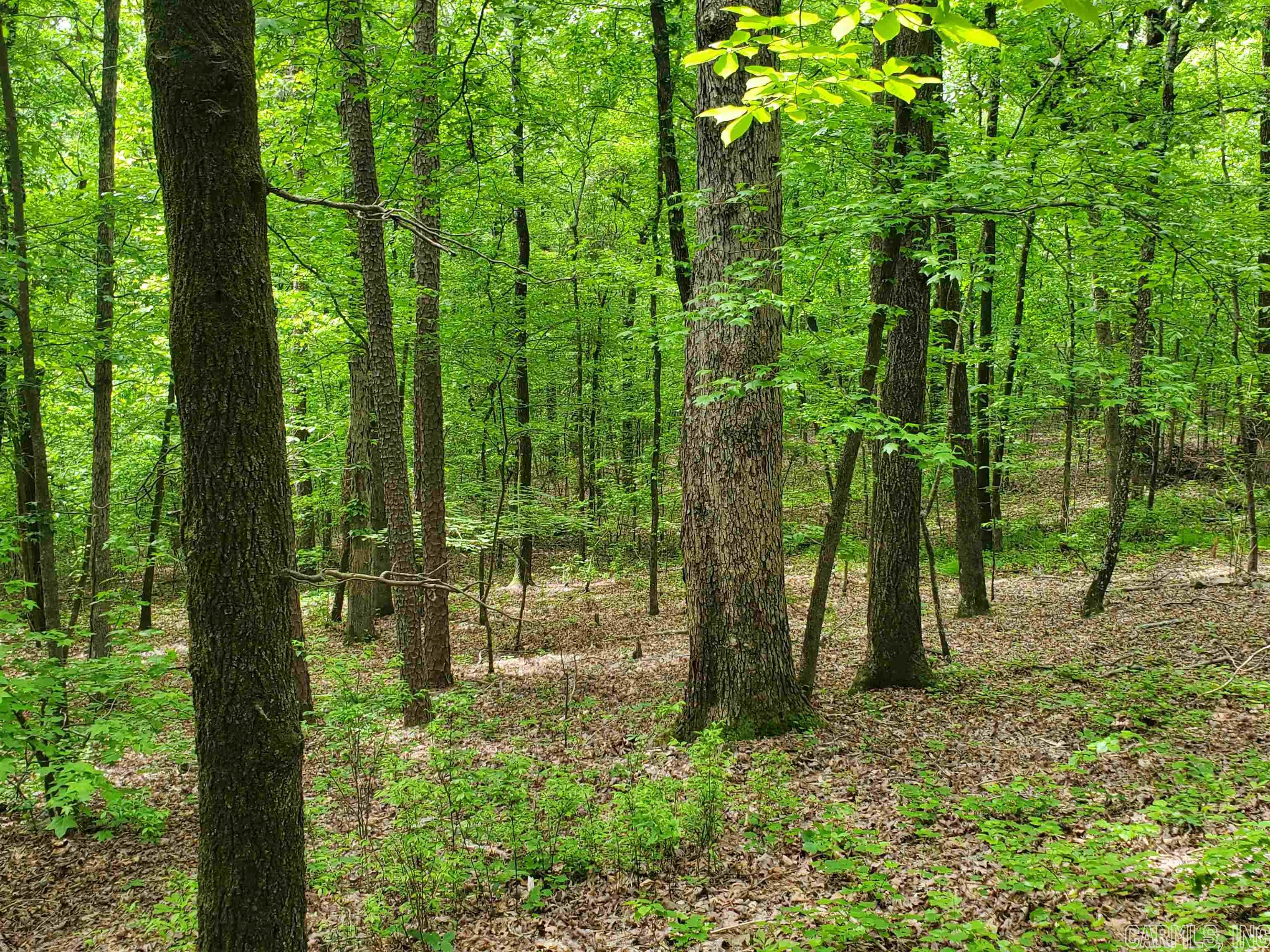 Mountain Pine Outside - Residential