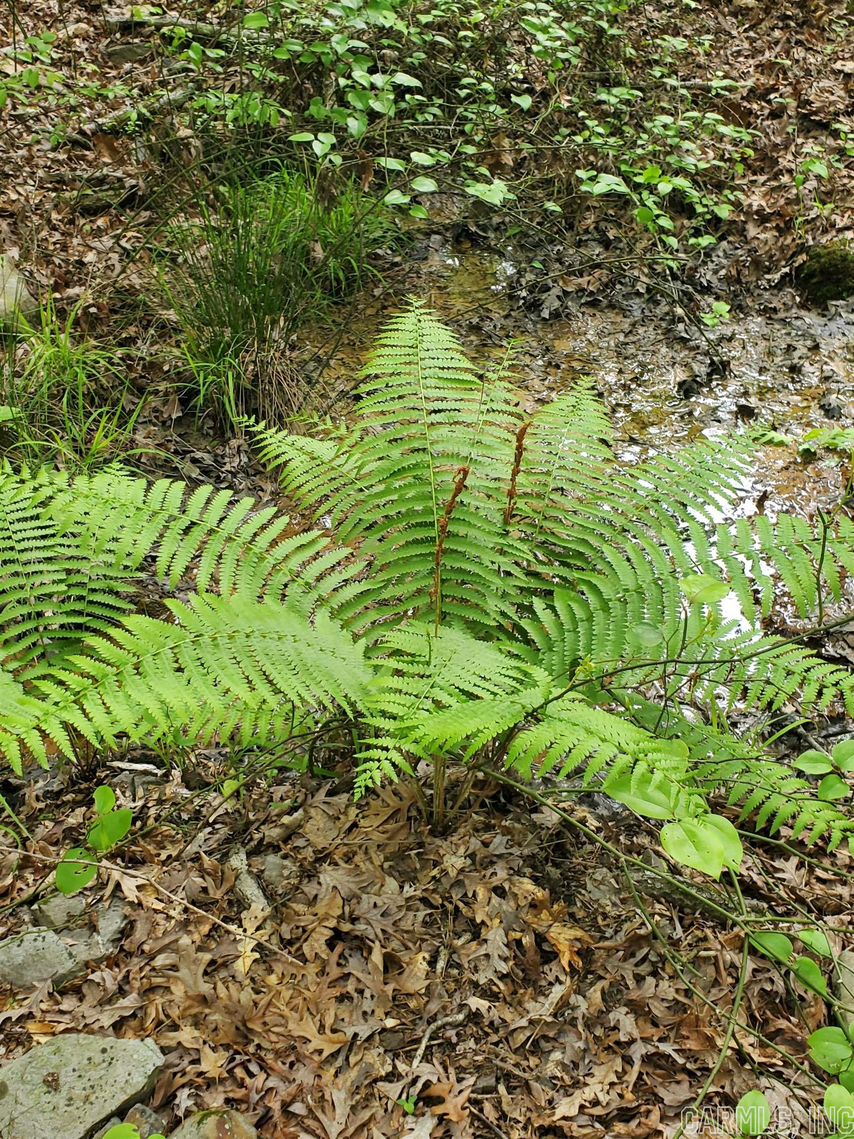 Mountain Pine Outside - Residential
