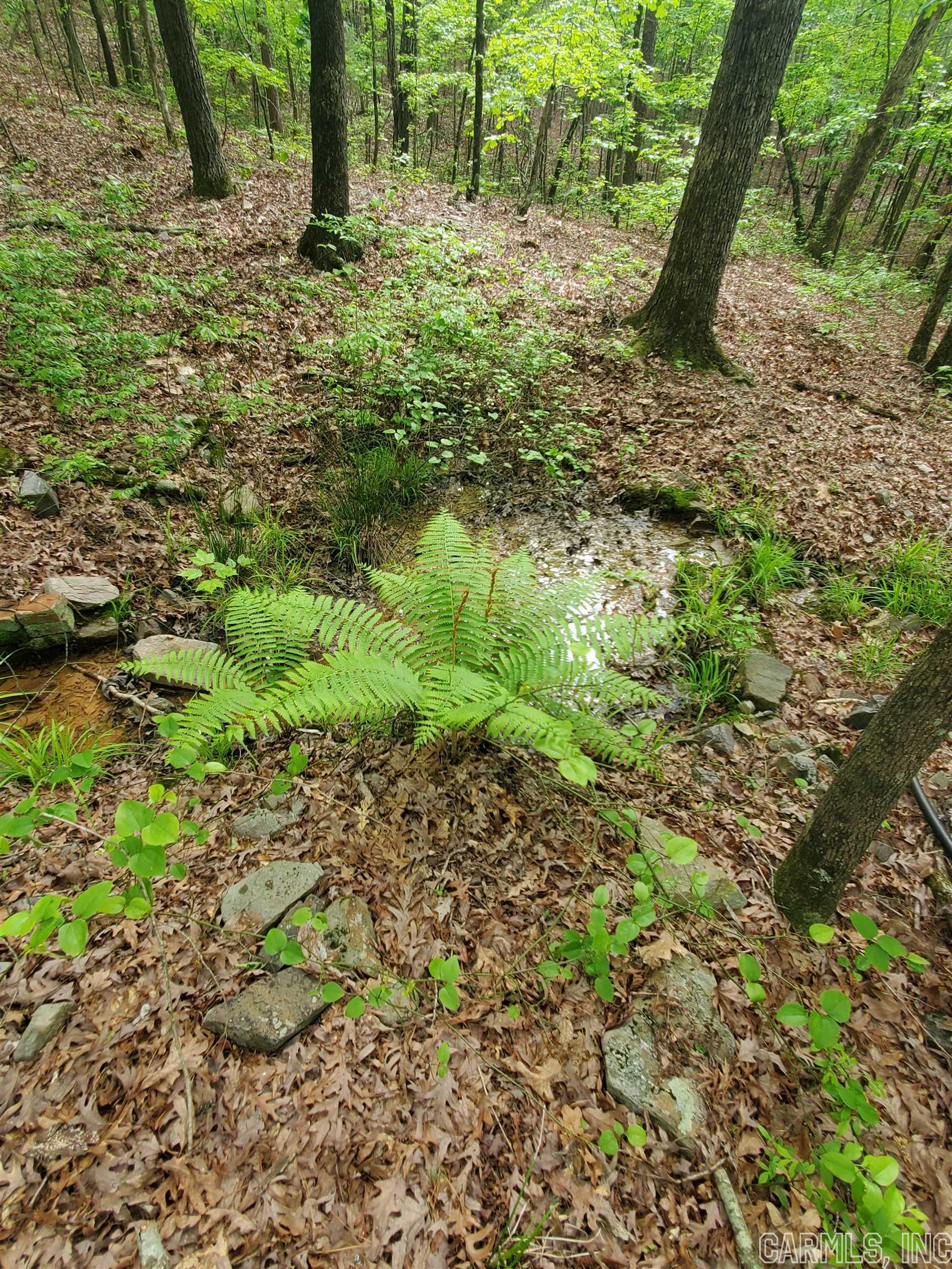 Mountain Pine Outside - Residential