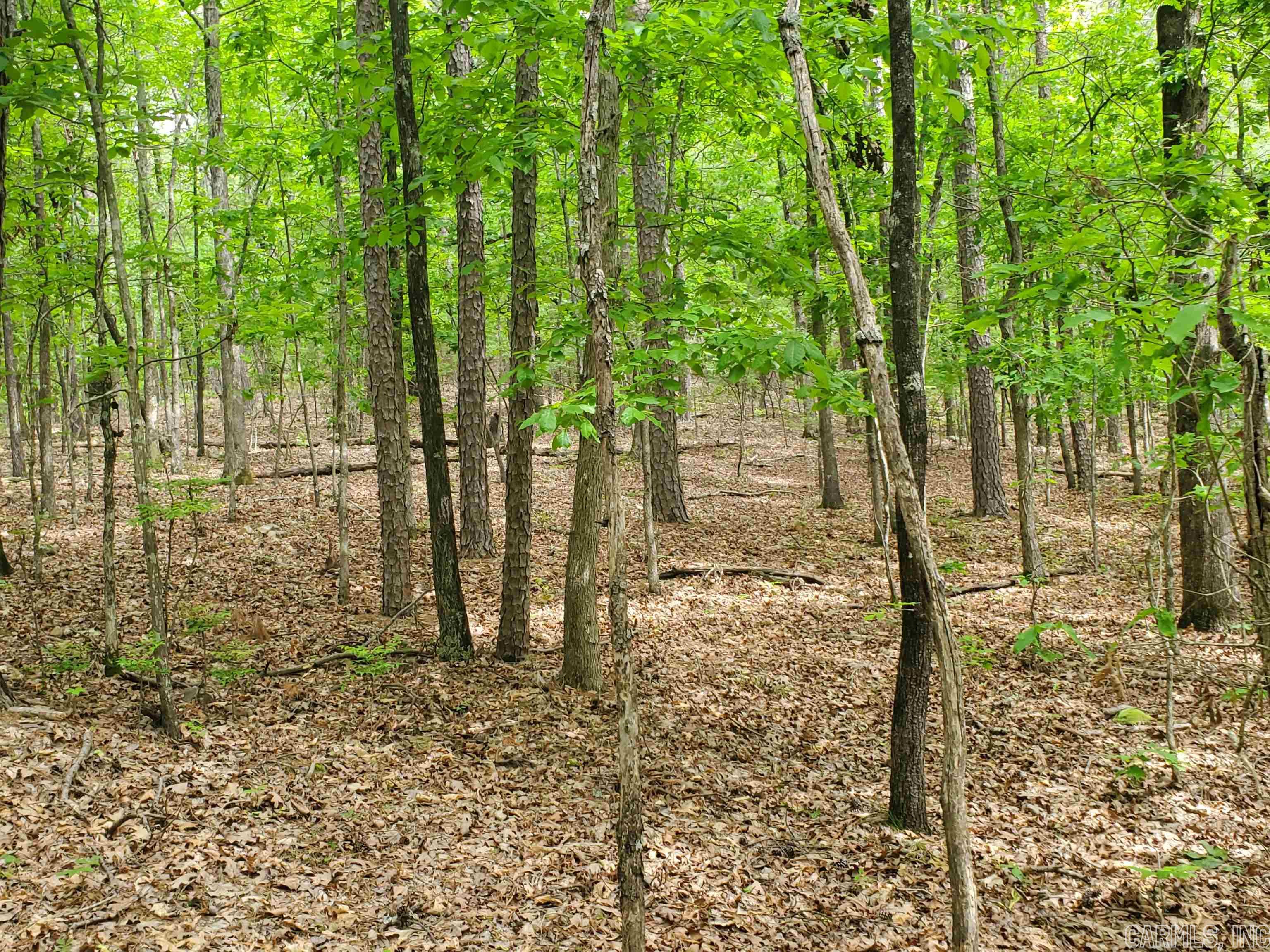 Mountain Pine Outside - Residential