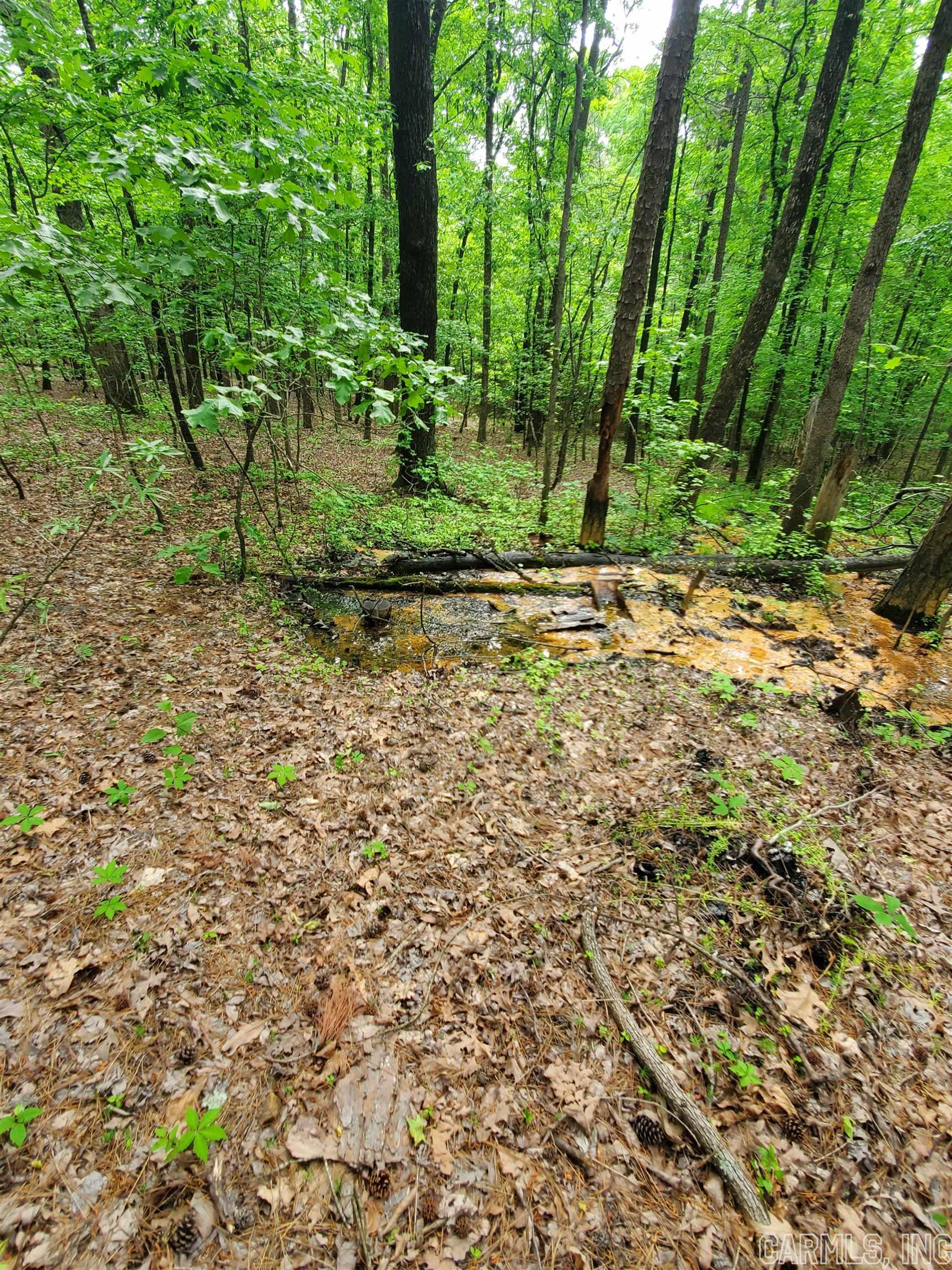 Mountain Pine Outside - Residential