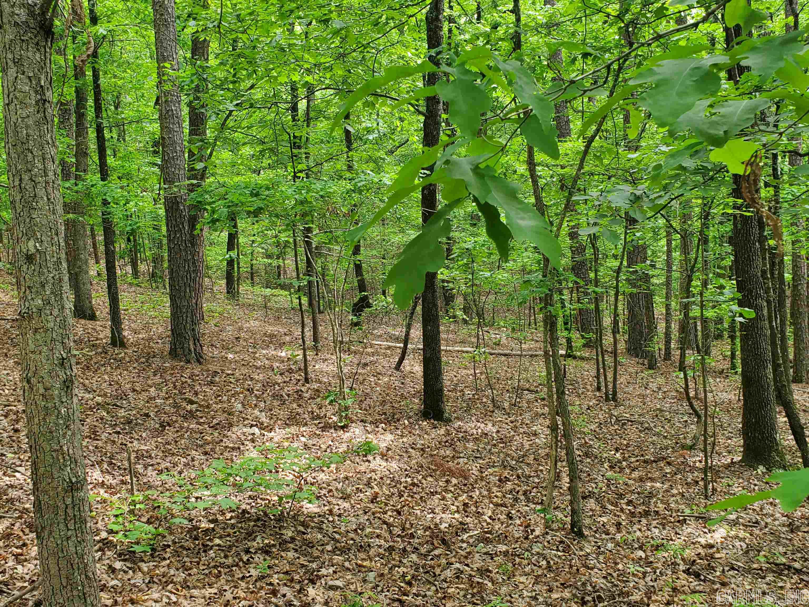 Mountain Pine Outside - Residential